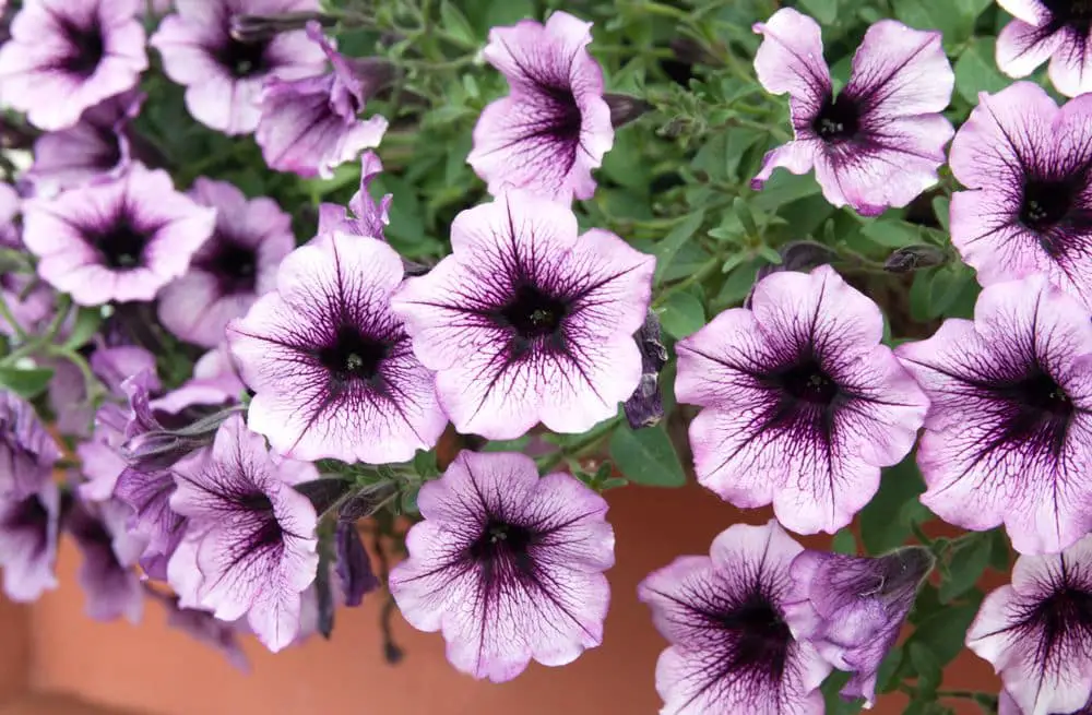 Petunia plant with lilac flowers, Petunia exserta