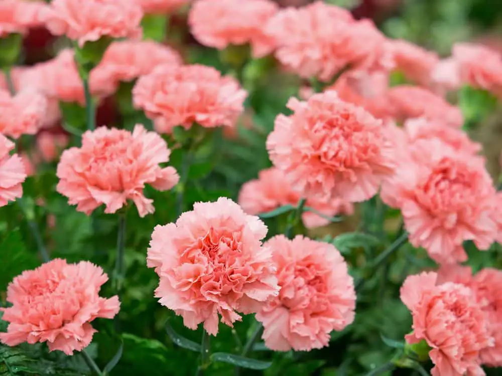 Pink carnation flowers