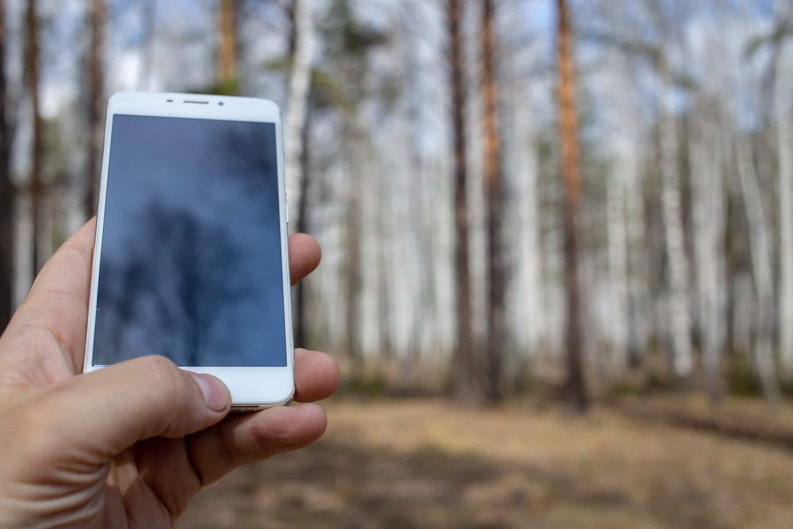 Types of Tree Identification Apps - Green Garden Tribe Articles