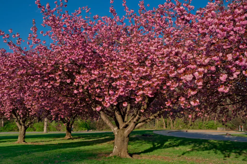 What Trees Have The Least Invasive Roots? Green Garden Tribe
