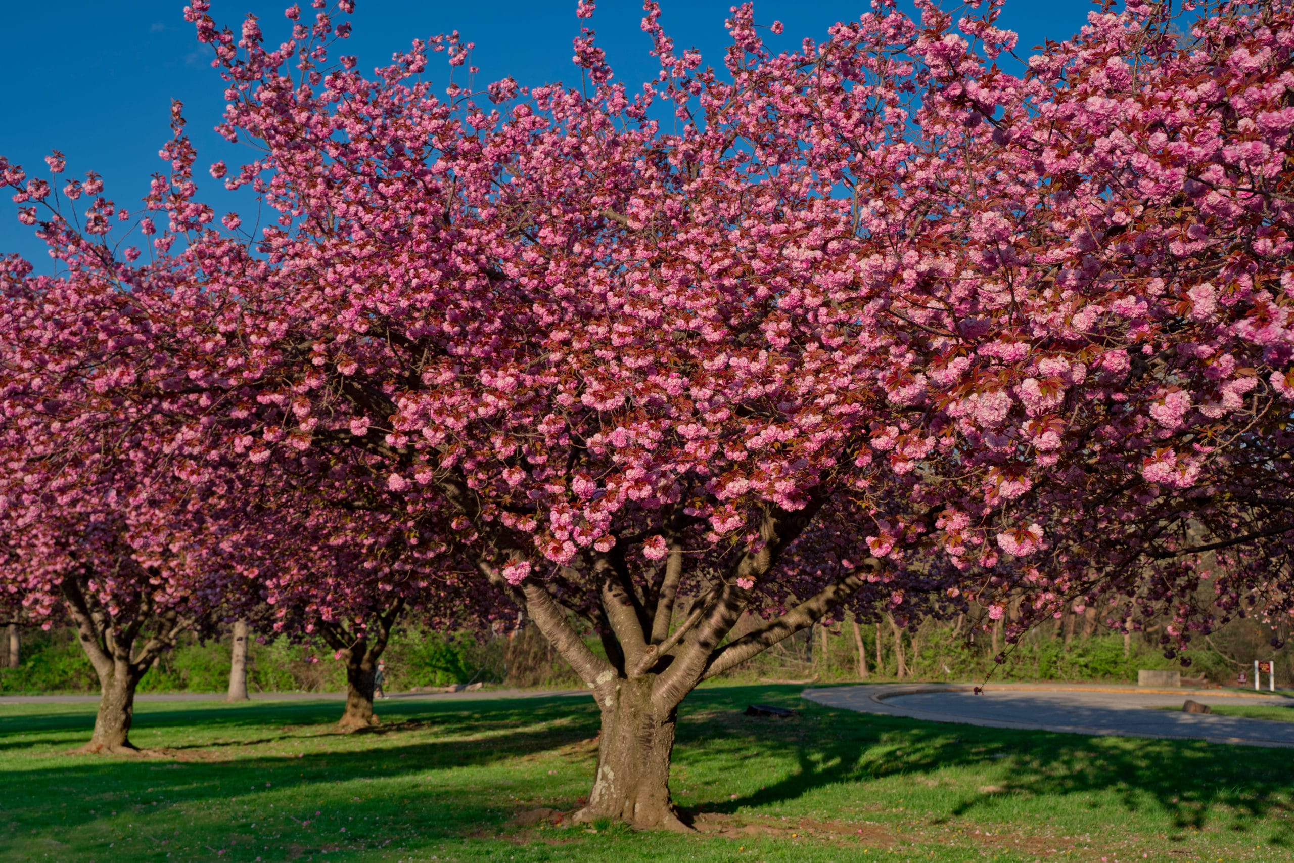 What Trees Have The Least Invasive Roots? - Green Garden Tribe