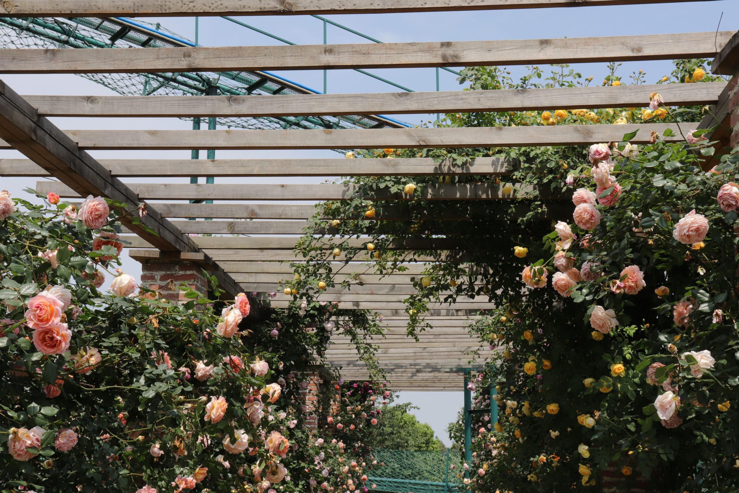 What Flowers Grow Best On A Trellis? - Green Garden Tribe Articles