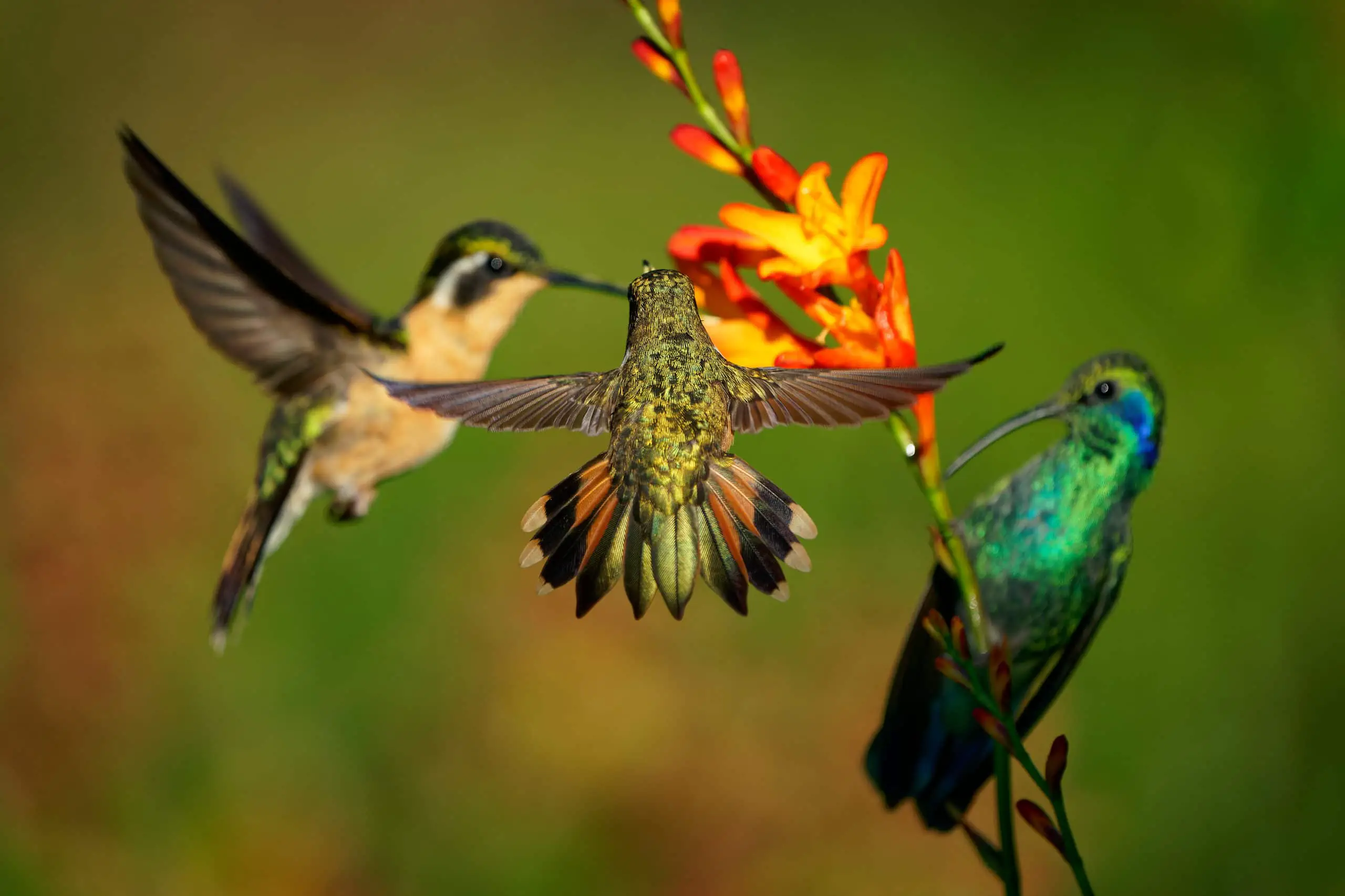 Ten Best Flowers That Attract Hummingbirds to Your Garden (But Not Bees