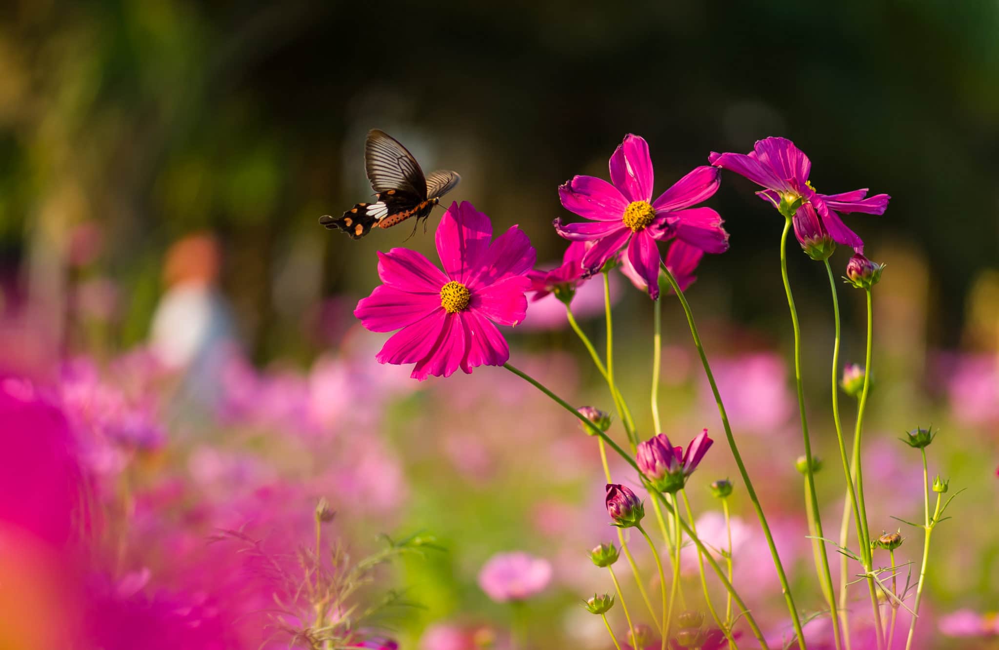 Five Top Flowers That Attract Butterflies (But Not Bees) Green Garden