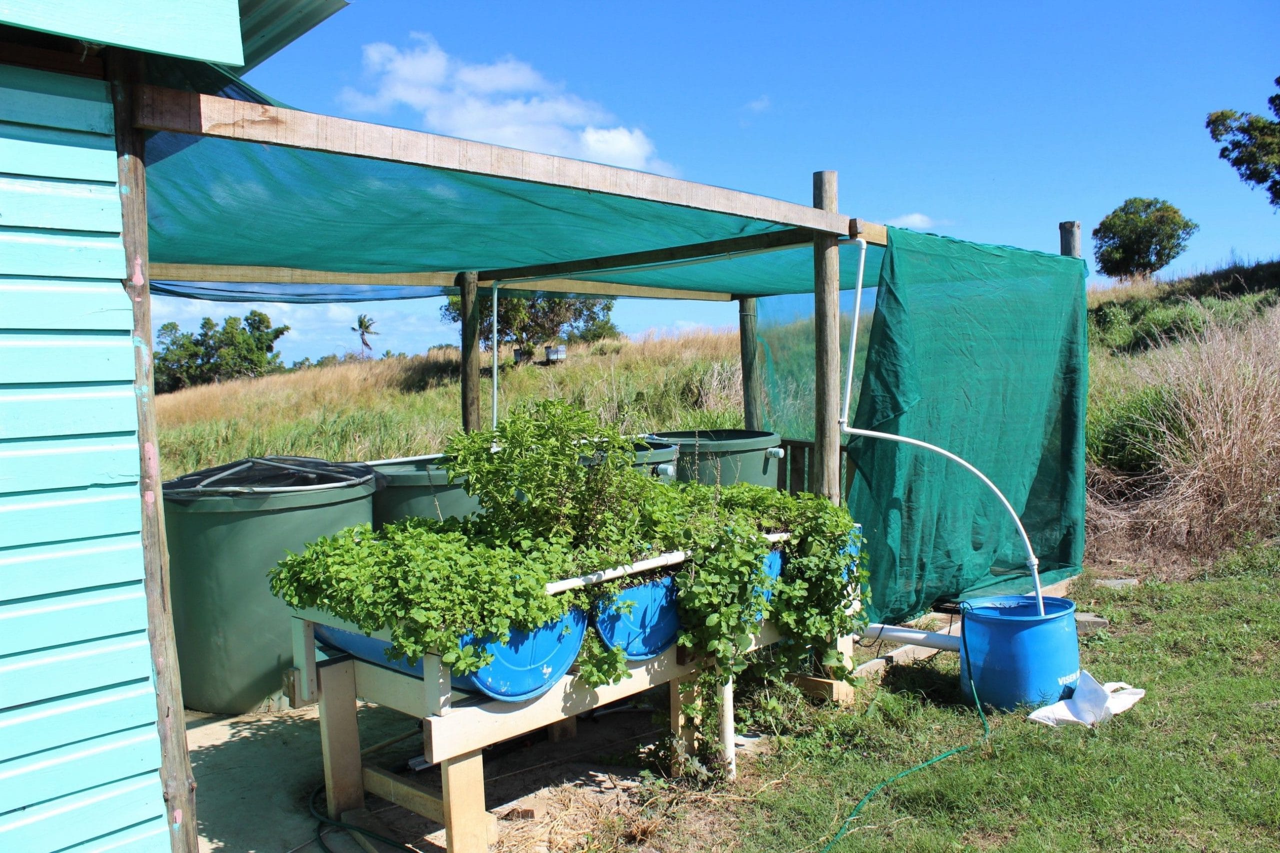 Homemade Aquaponics System - Aquaponics Growbeds 