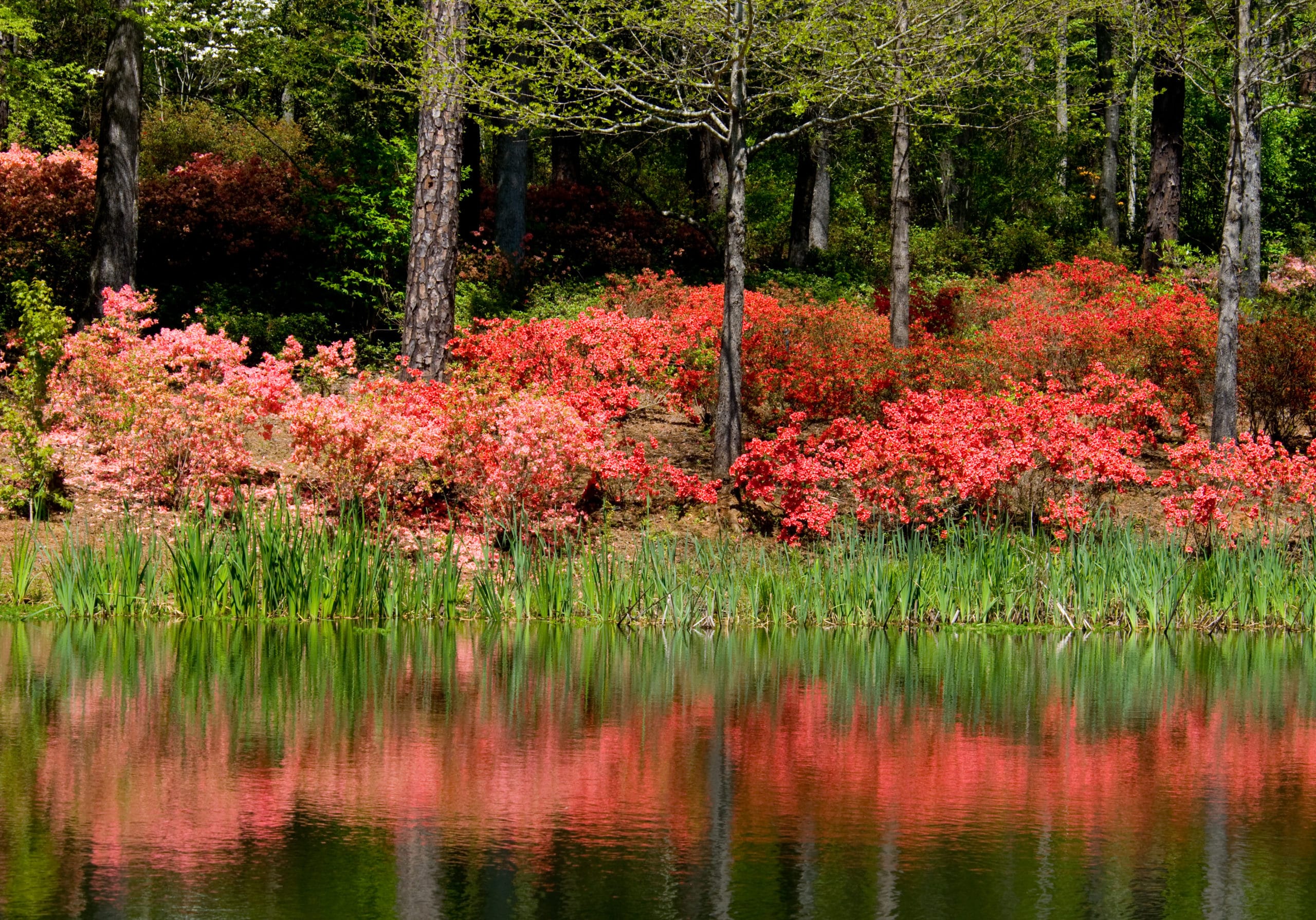 Shrubs That Grow Well Under Pine Trees - Green Garden Tribe Articles