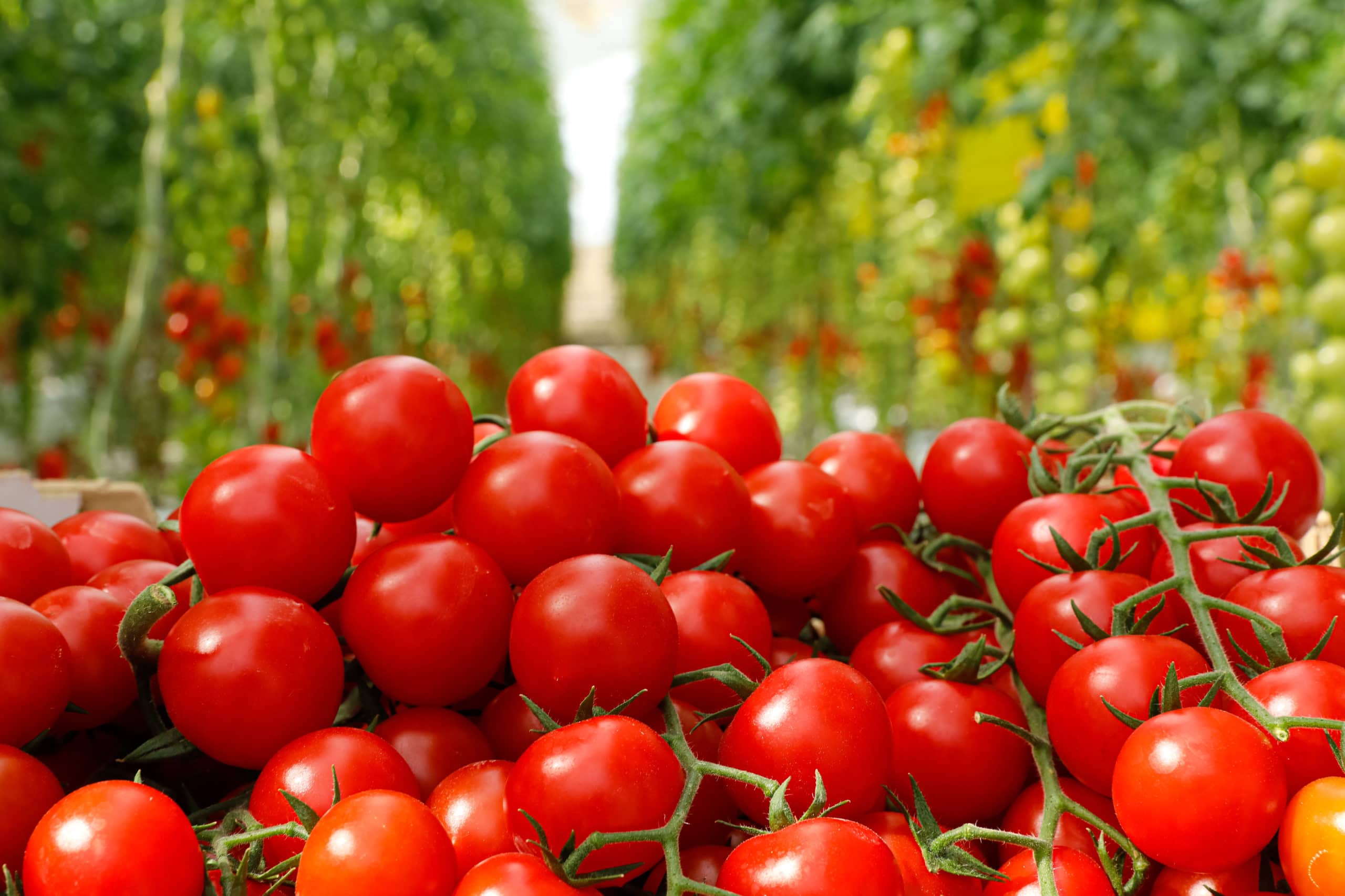 Harvested Red Tomatoes