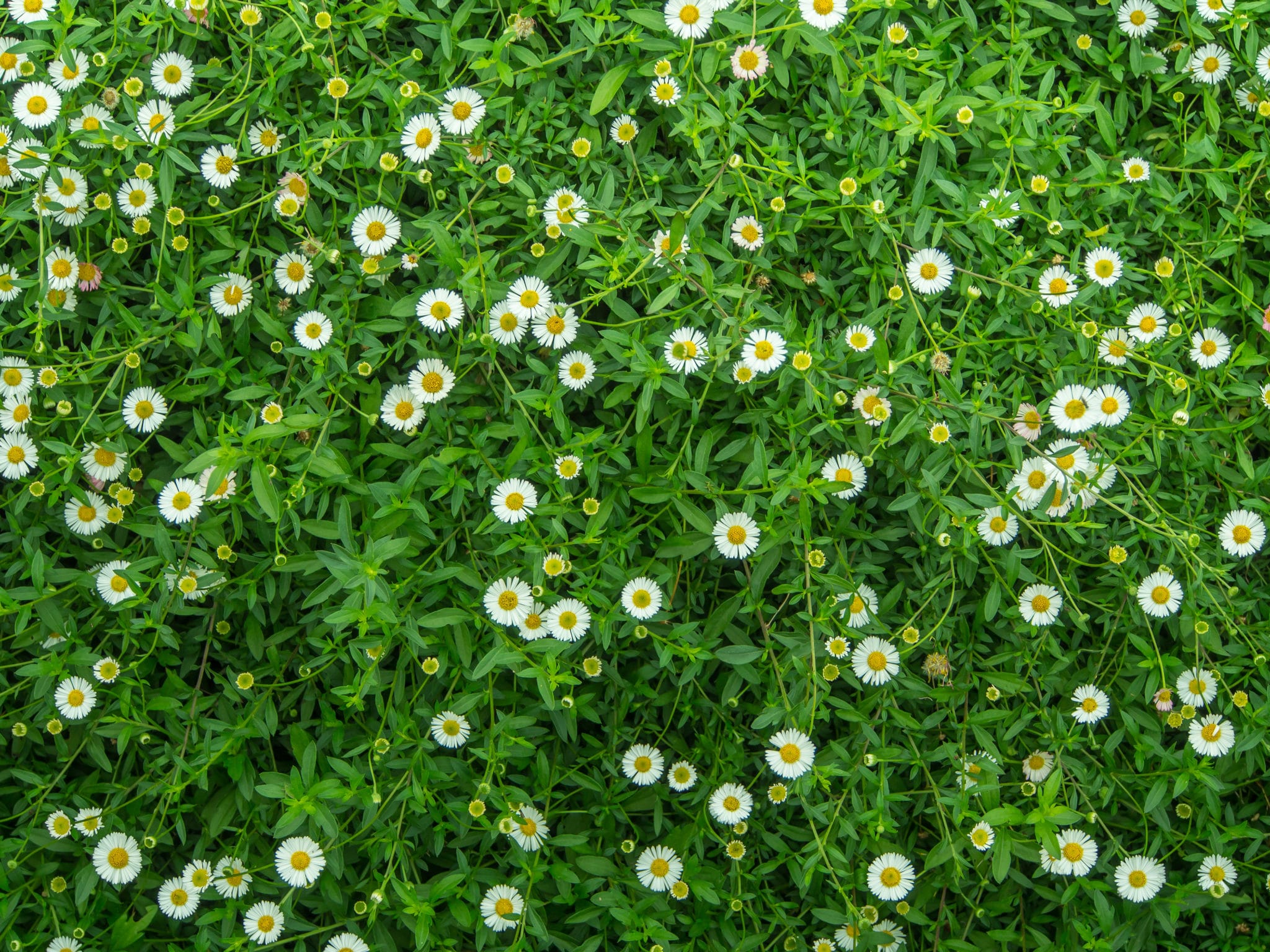 Does Lawn Grass Flower? (Scientific Facts about Various Types) Green