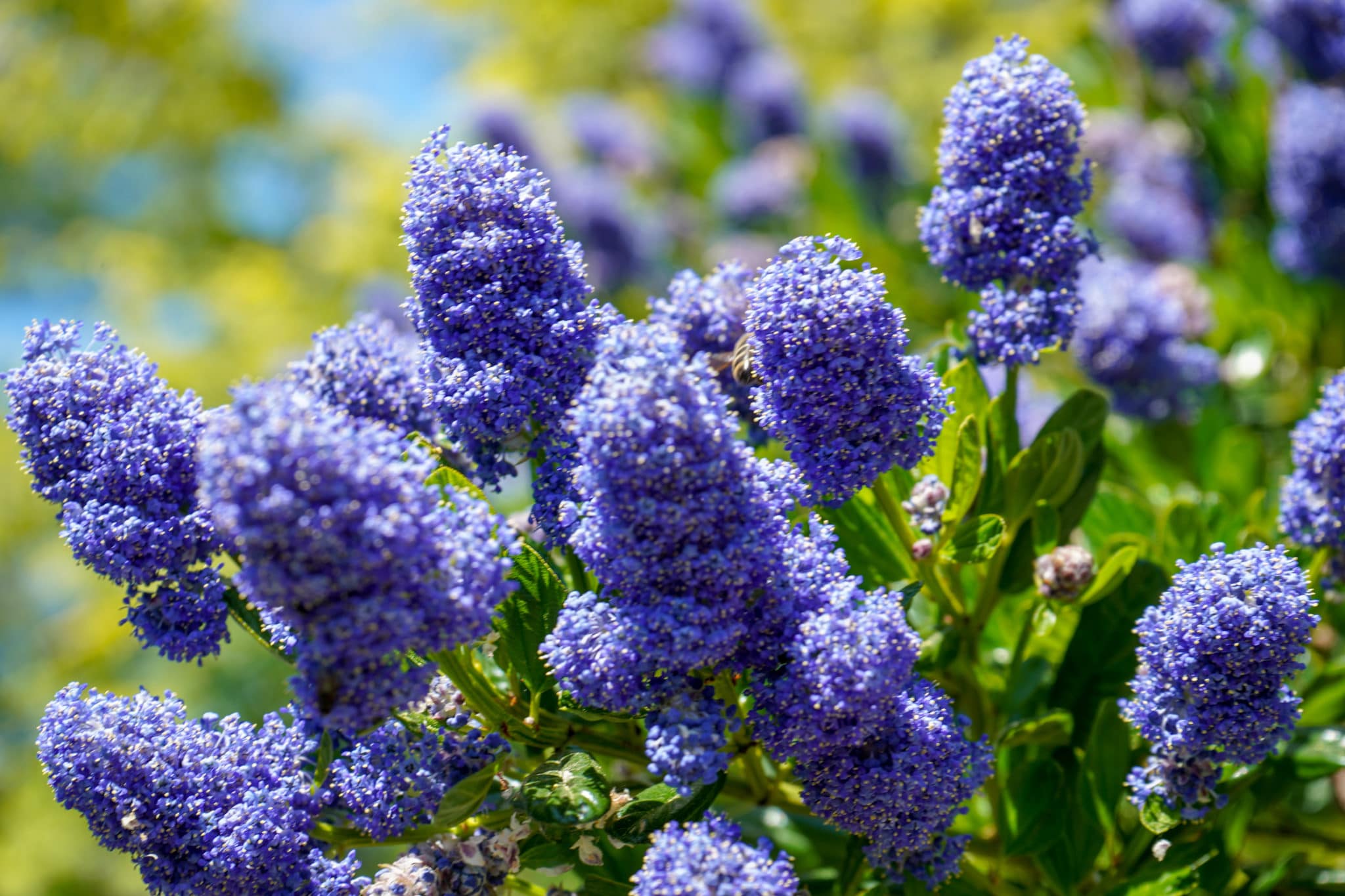 Top 15 Evergreen Shrubs for Poor Soil Green Garden Tribe