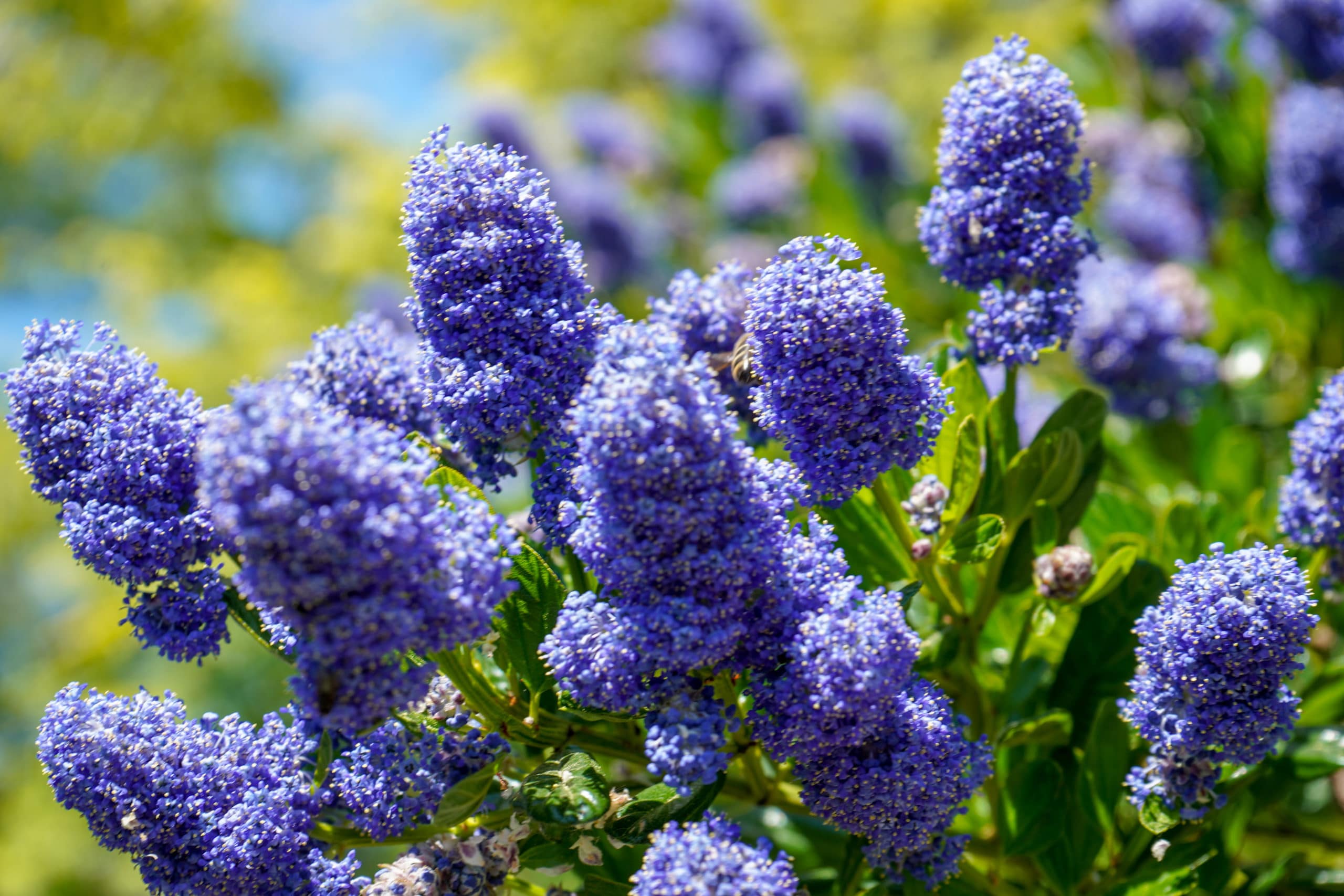 Top 15 Evergreen Shrubs for Poor Soil - Green Garden Tribe Articles