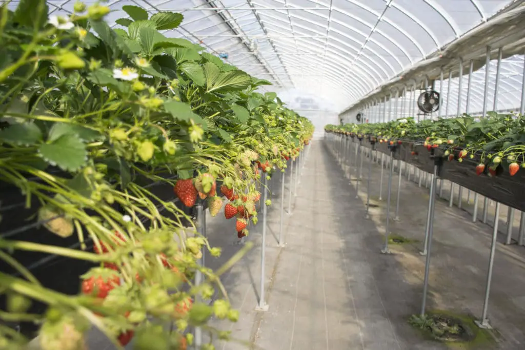 How to Grow Strawberries In Aquaponics Expert Secrets Revealed! Green Garden Tribe