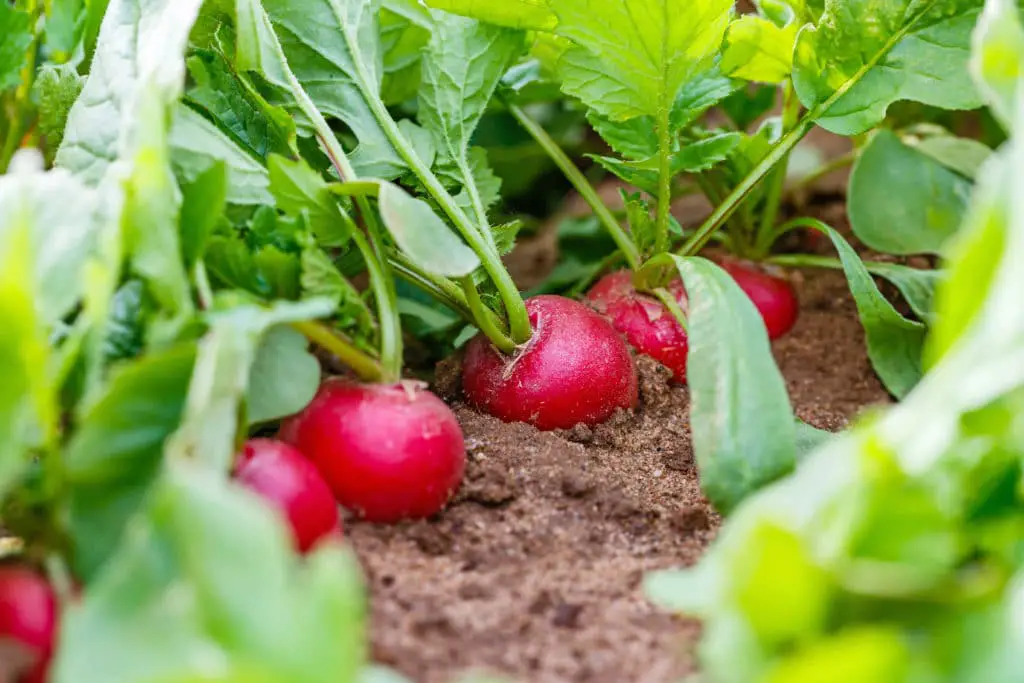 Can Vegetables Grow In Sandy Soil? (All The Facts You Need) Green
