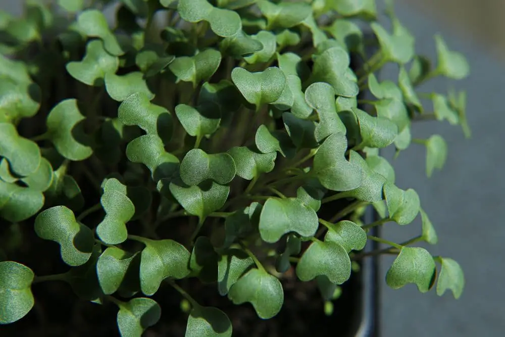 Broccoli Sprout Seedlings in Container