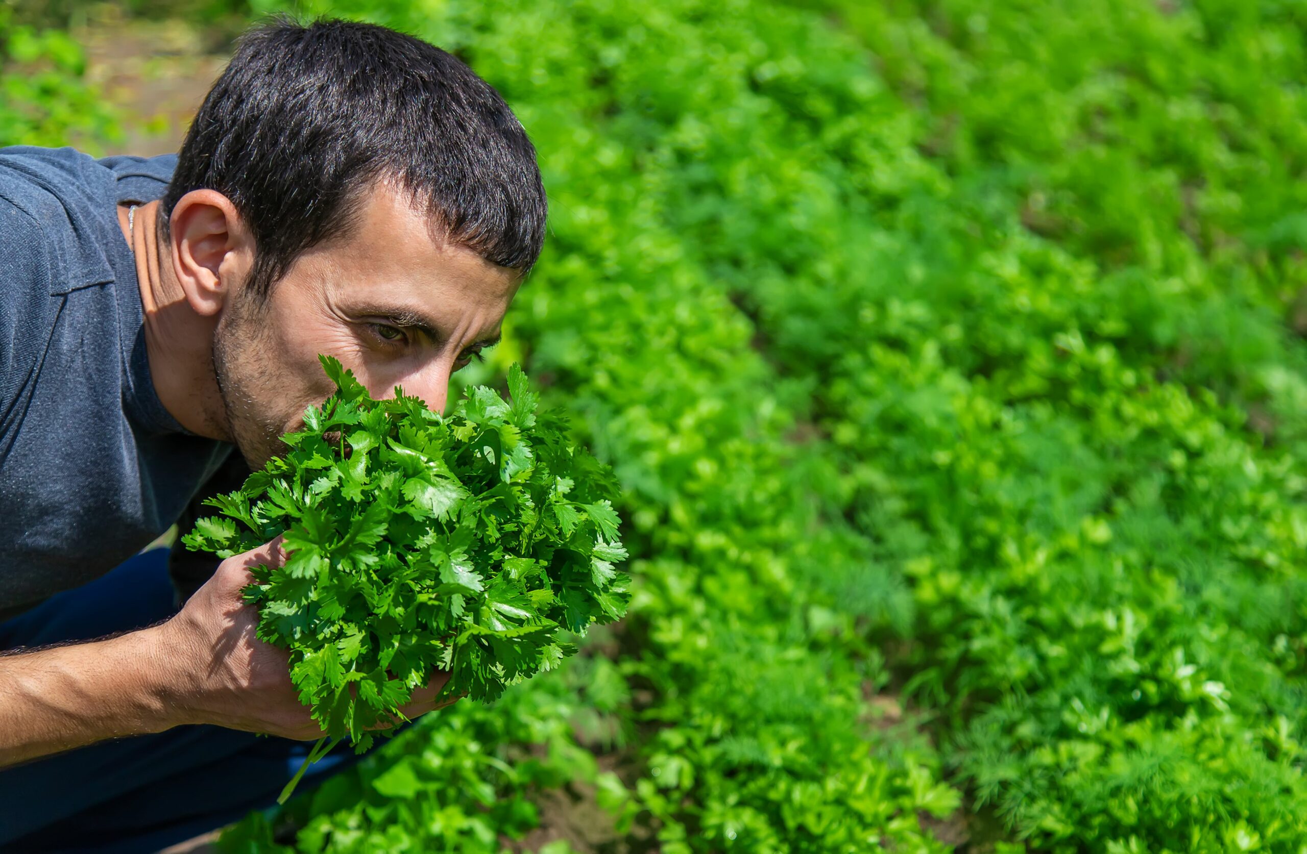 Cilantro