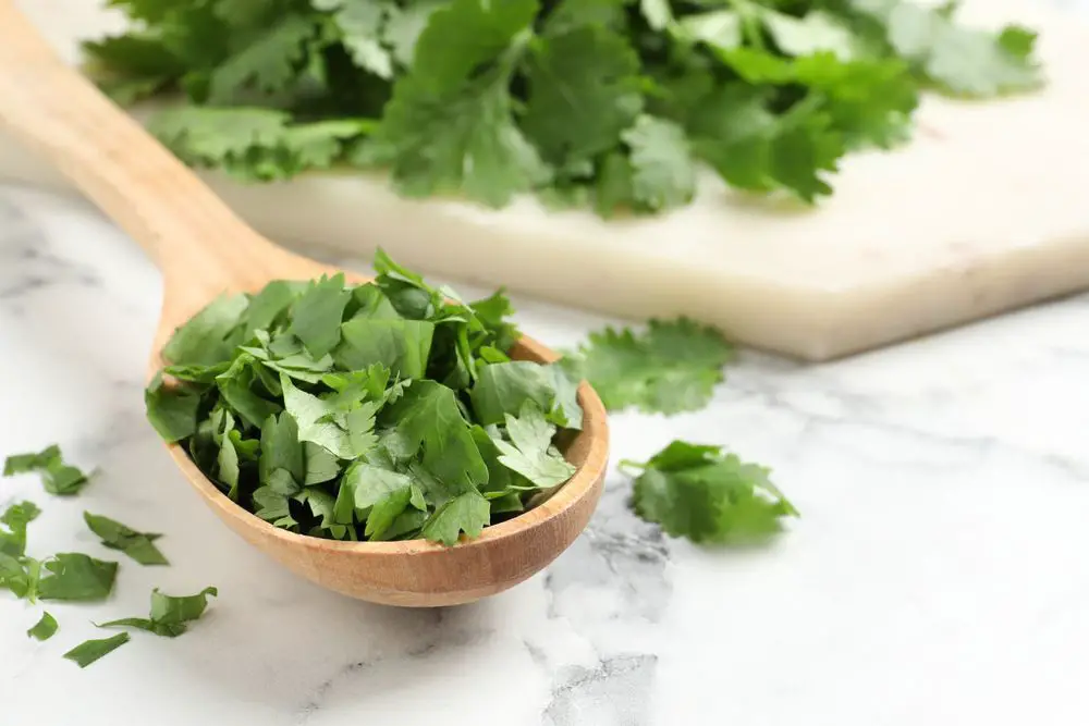 Freshly Cut Cilantro