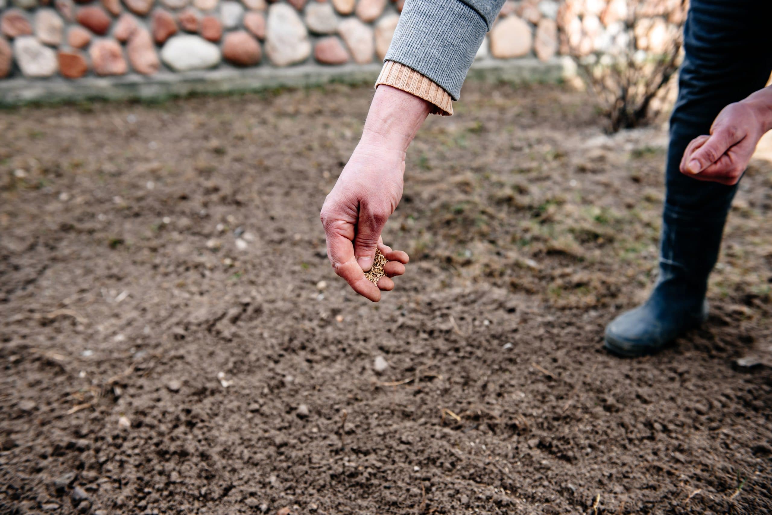 Grass Seed - How to Grow Grass in Clay Soil: 9 Helpful Tips