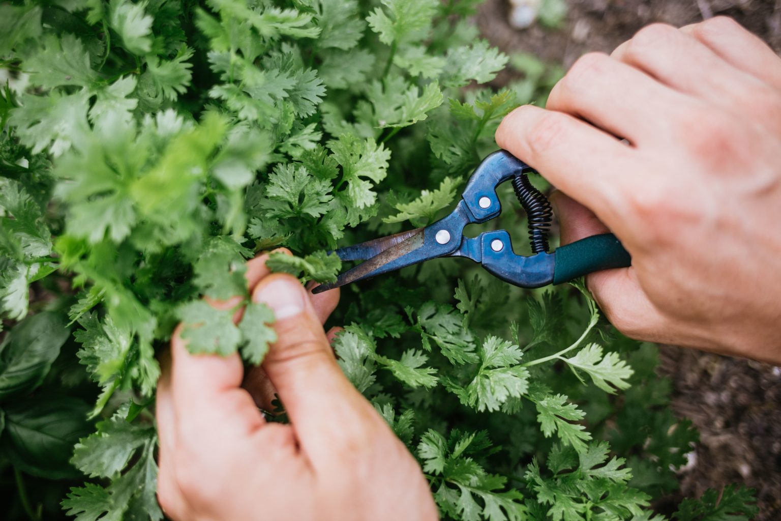 How to Harvest Cilantro Without Killing It? Sylvester