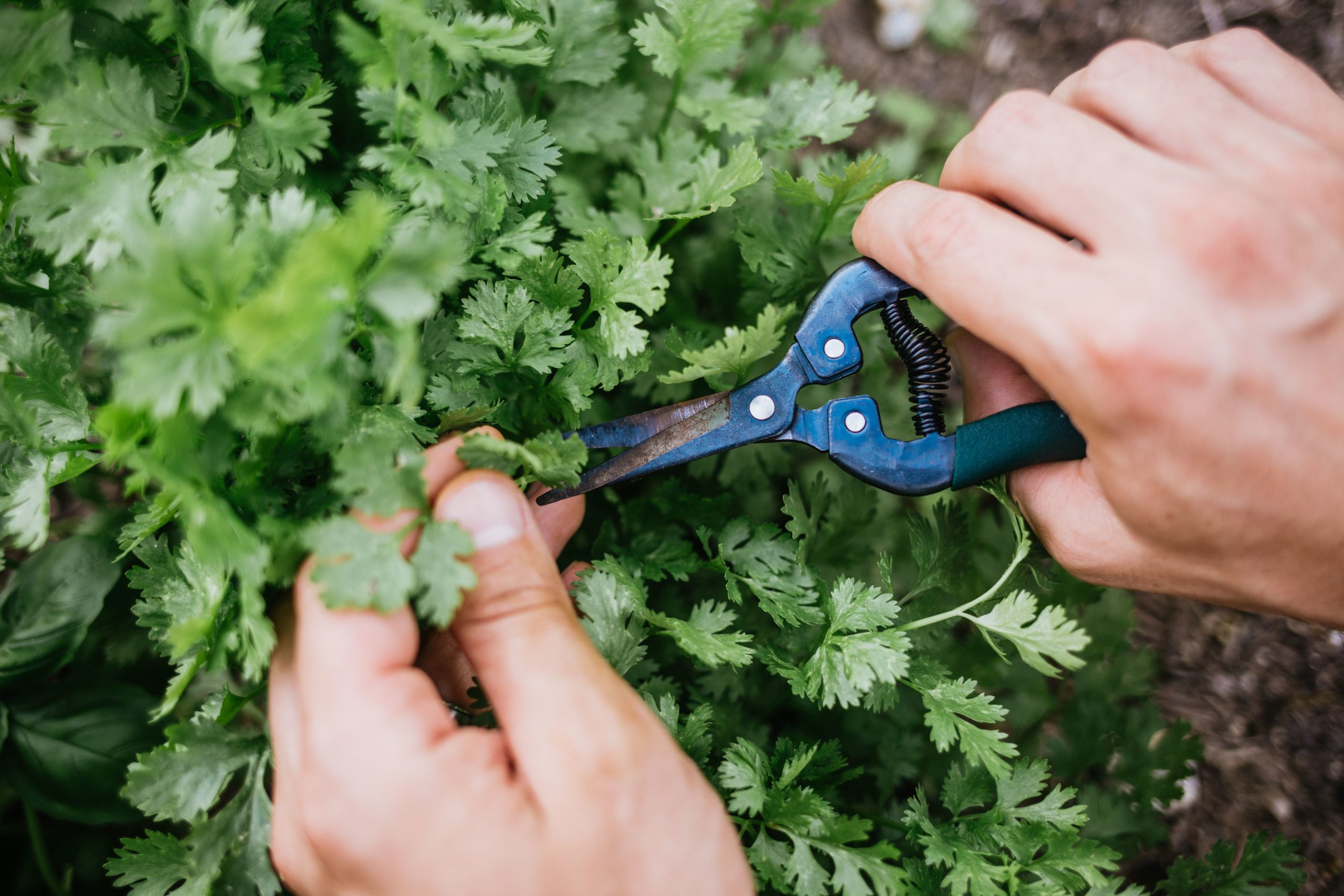 Harvest Cilantro