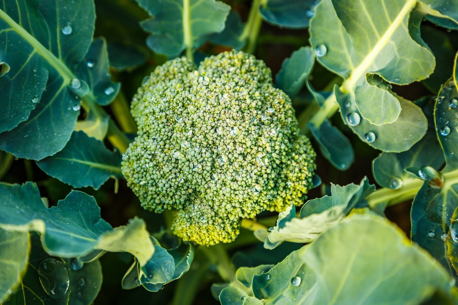 Broccoli Plant