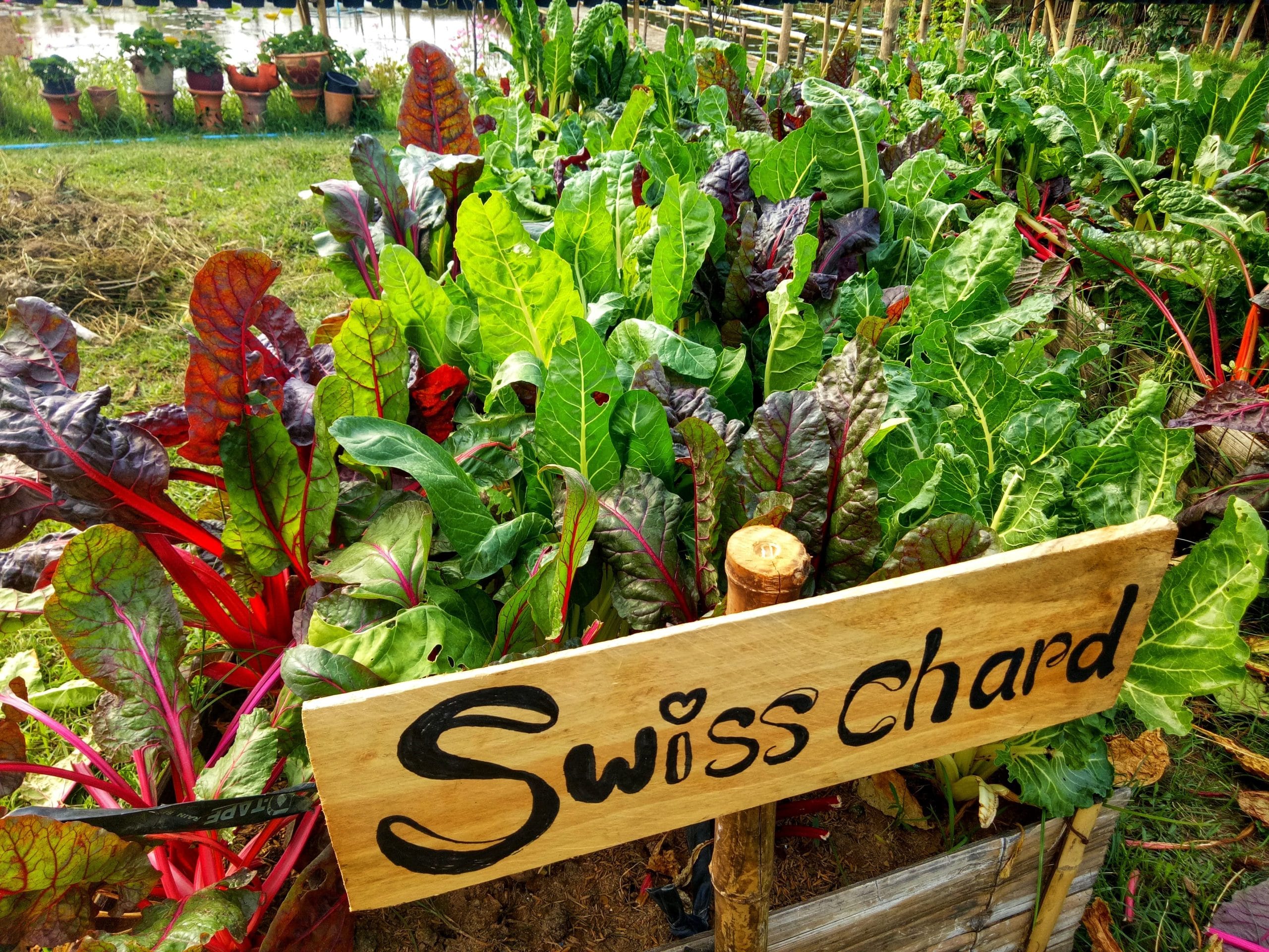 Swiss Chard