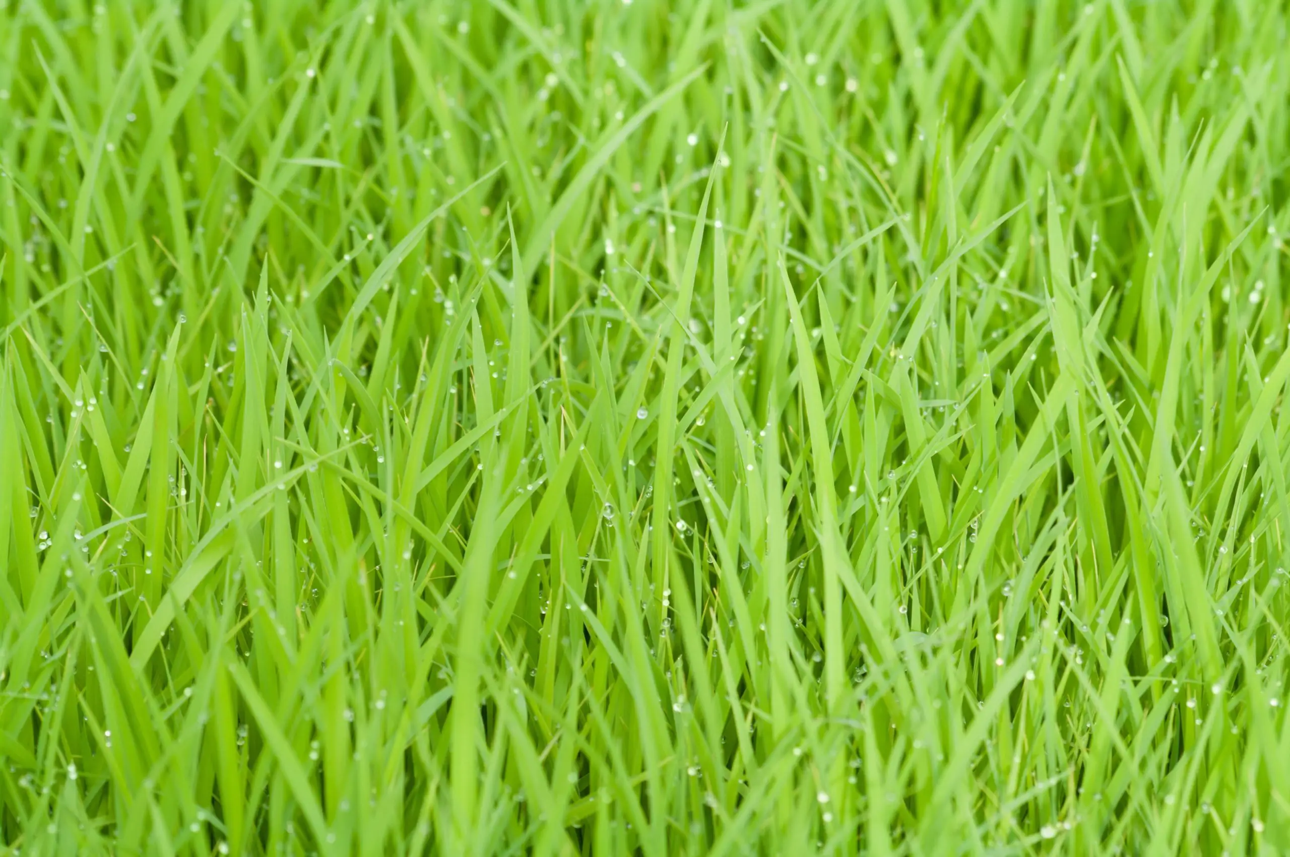 Wet Lawn - Grass Stickers and Grass Burrs - How to Get Rid of Them - Patricia