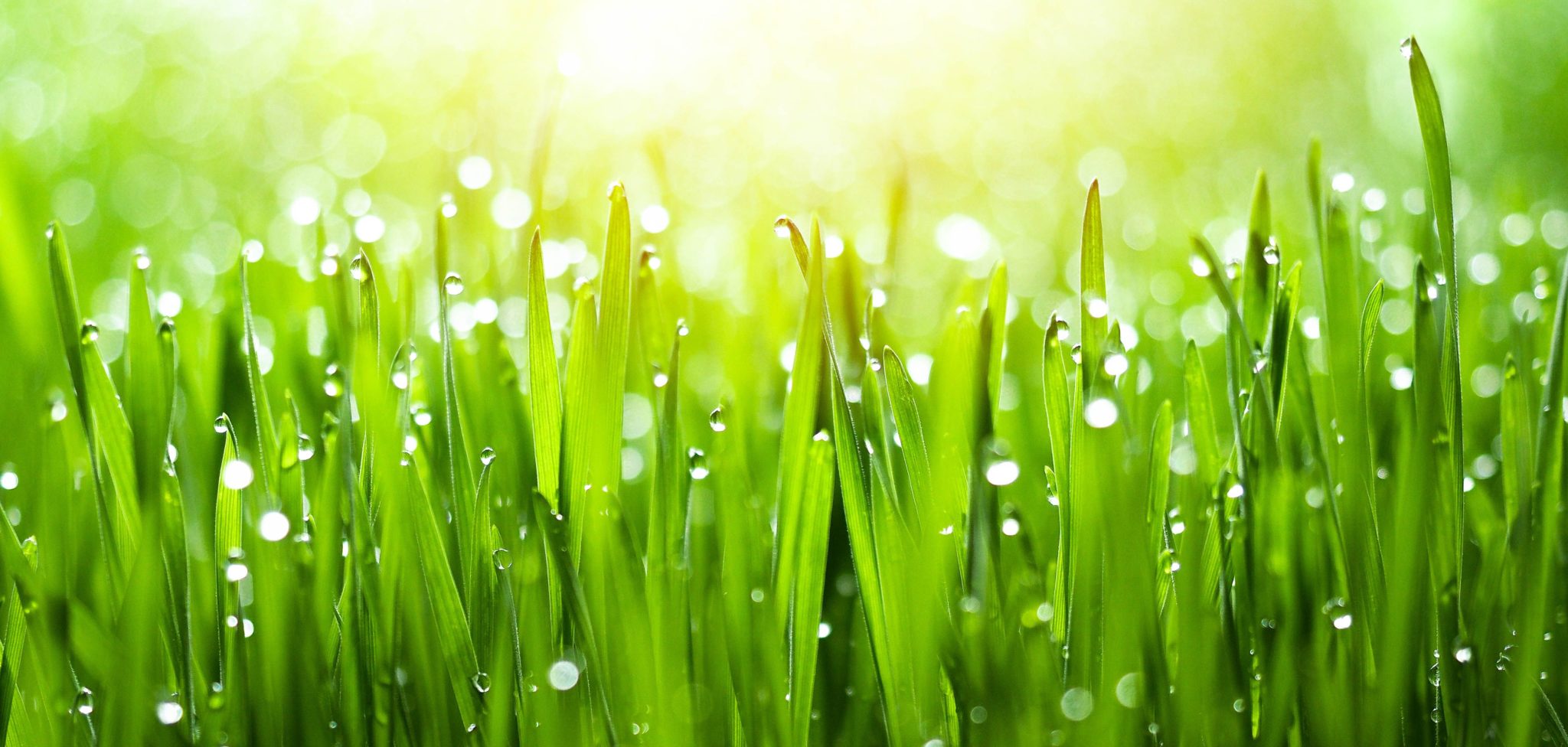 Can Too Much Rain Kill Grass? (Lawn Drainage Solutions) Green Garden