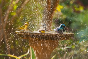 birdbath