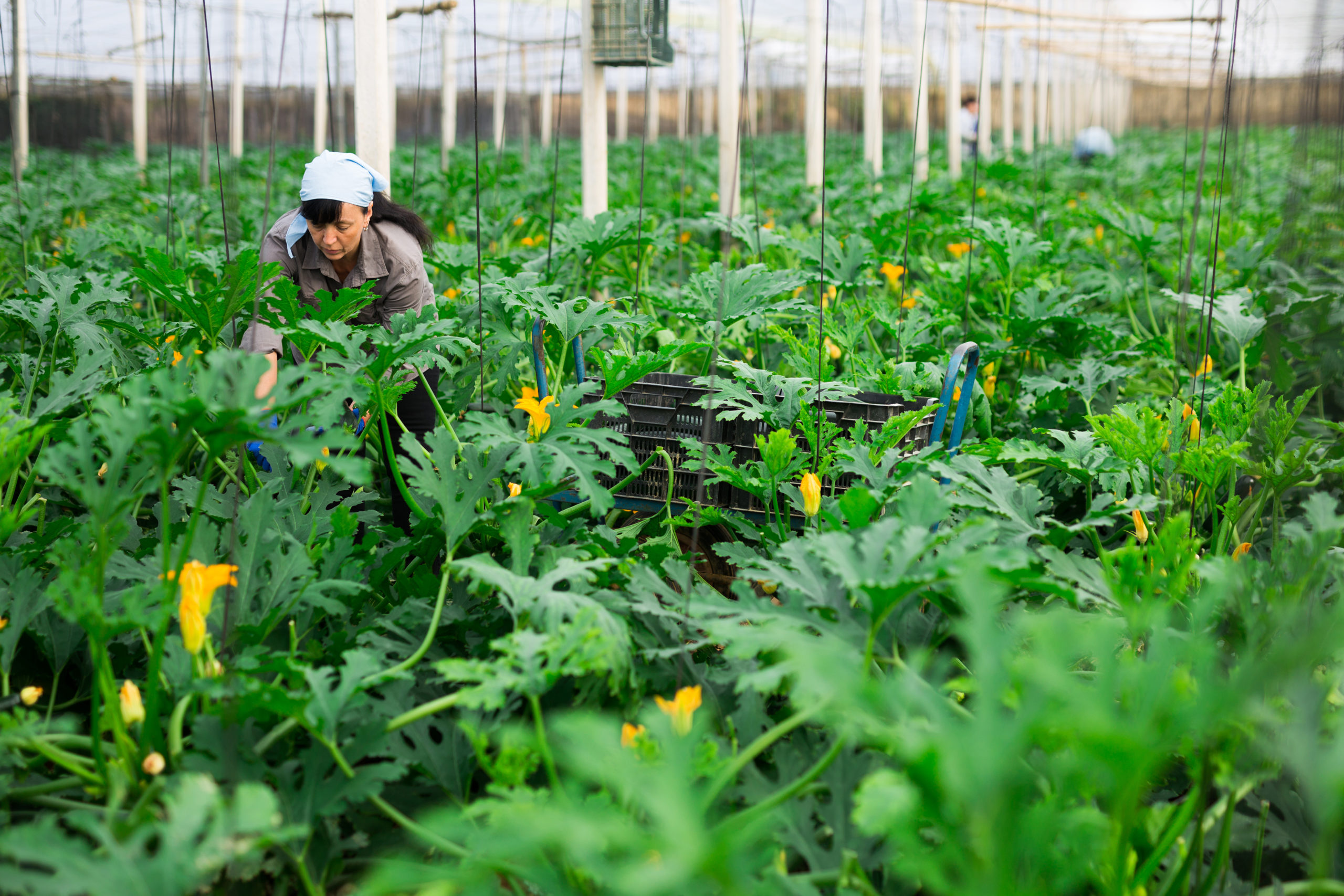 Courgettes In A Greenhouse