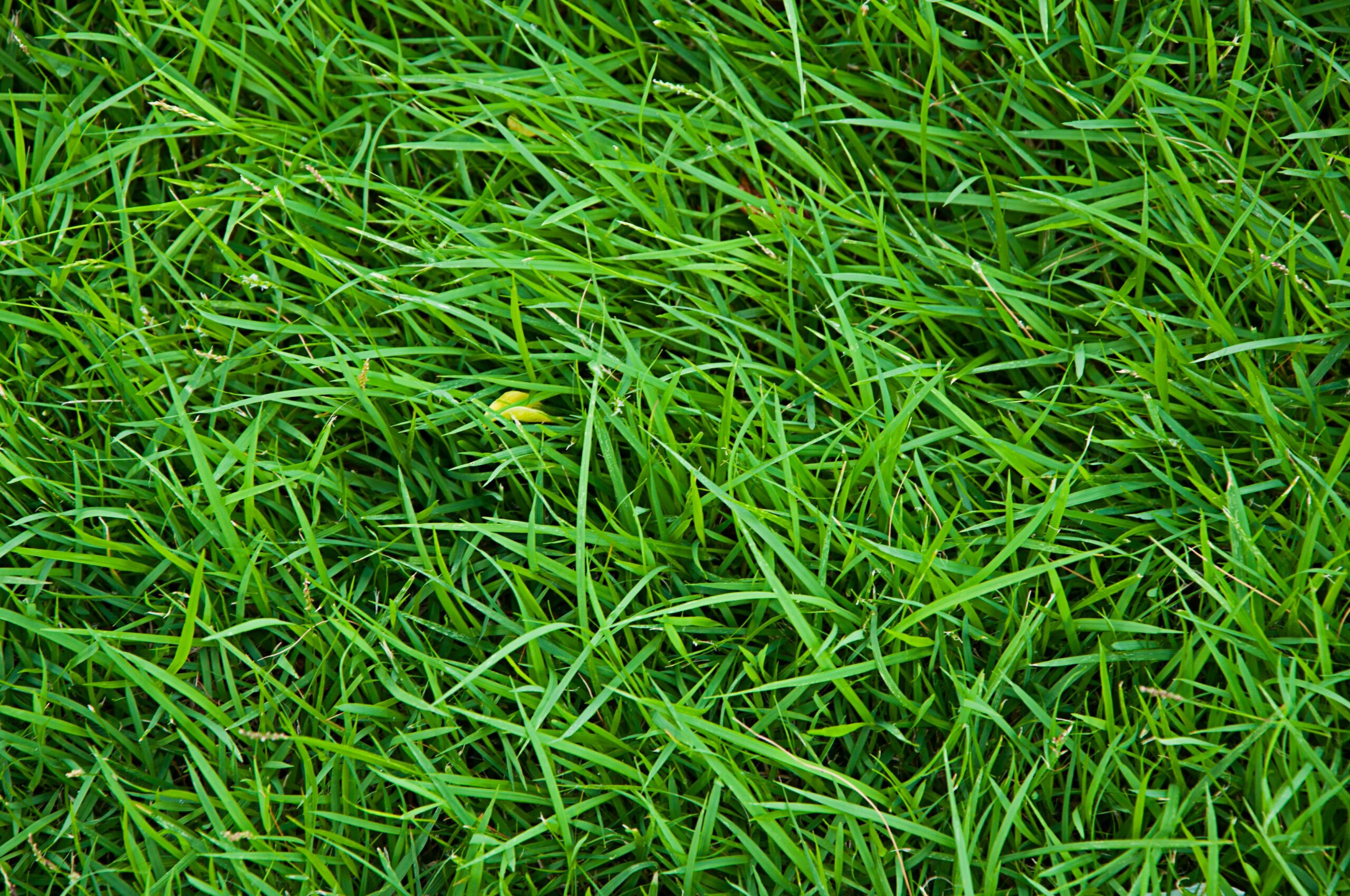 Dethatching Lawn 