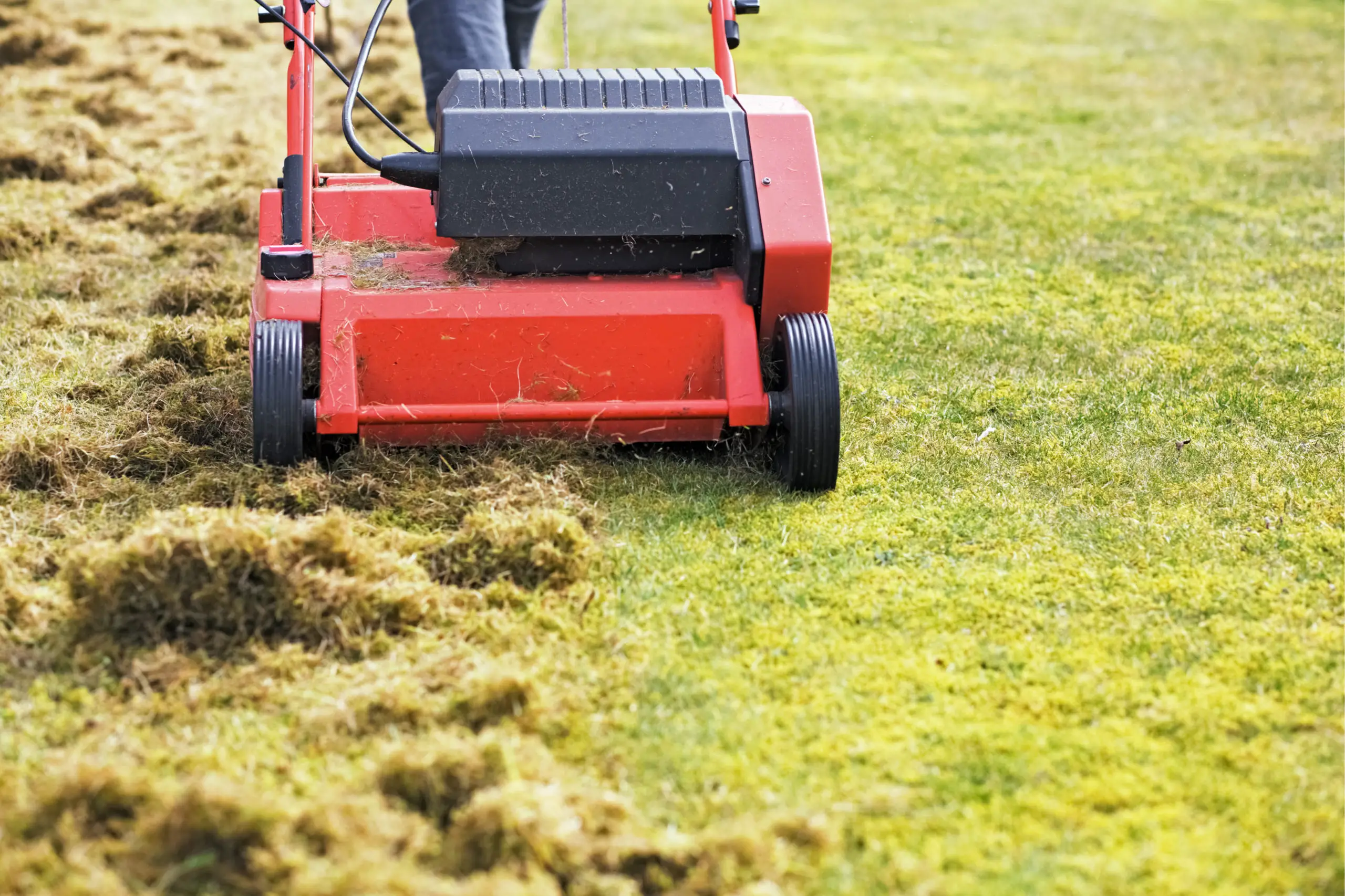 Dethatching the Lawn with an Electric Dethatcher