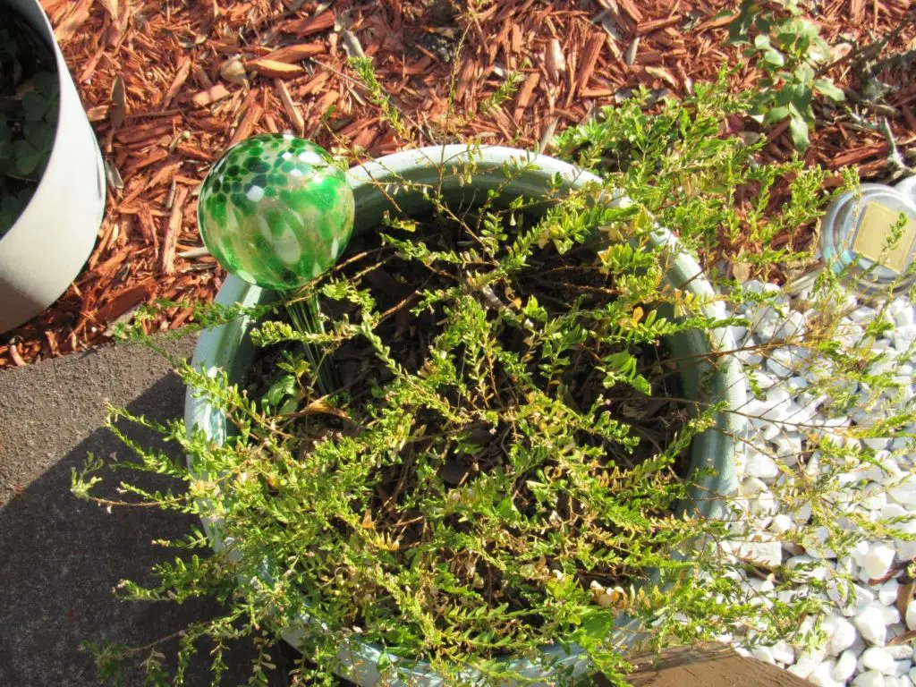 How long do Watering Globes last? Green Garden Tribe