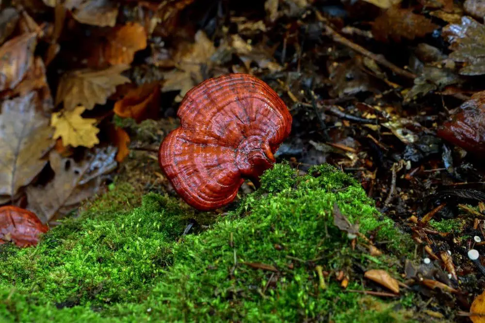 How to Dry Reishi Mushroom (5 Simple Steps)