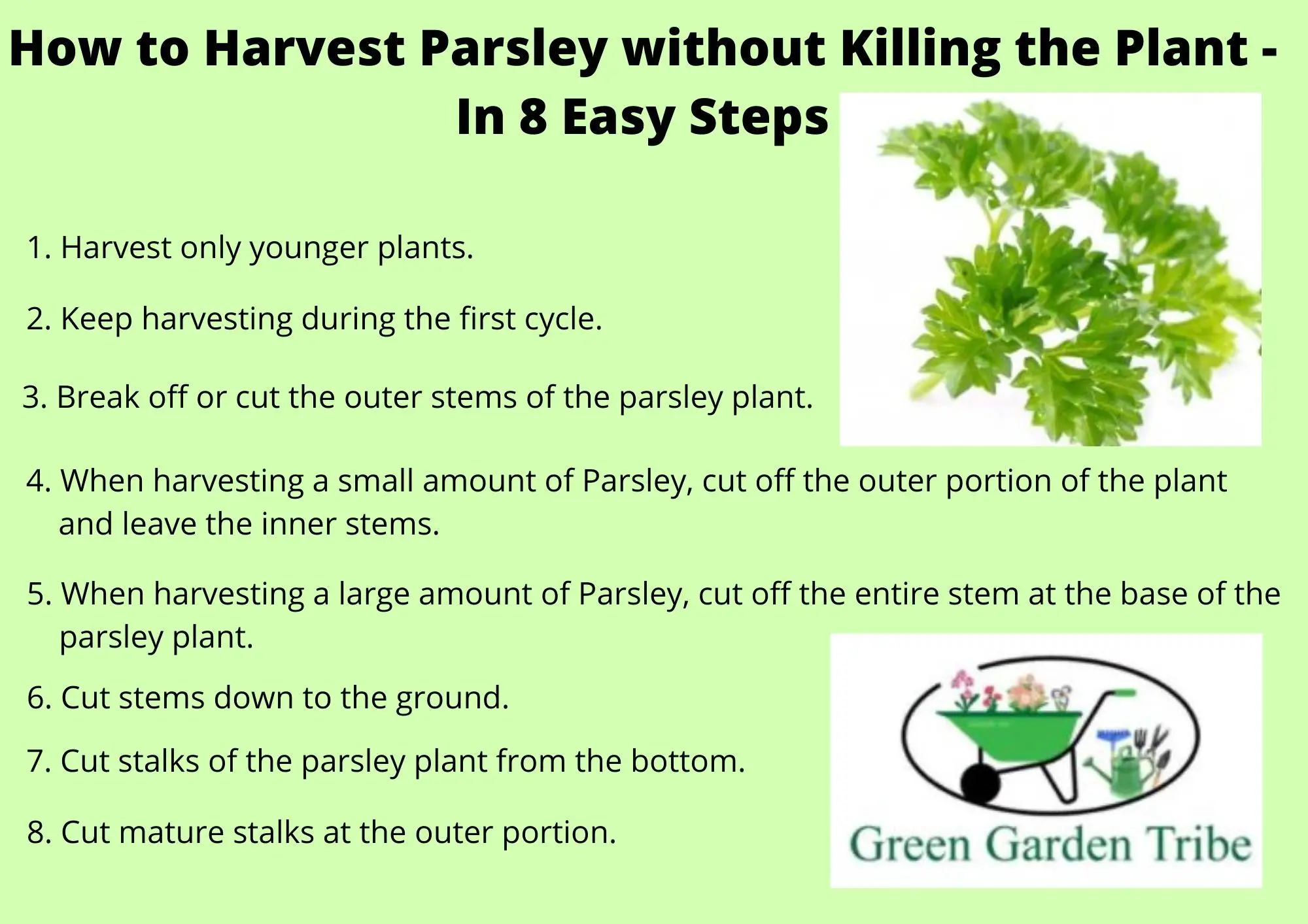 How to Harvest Parsley without Killing the Plant - In 8 Easy Steps