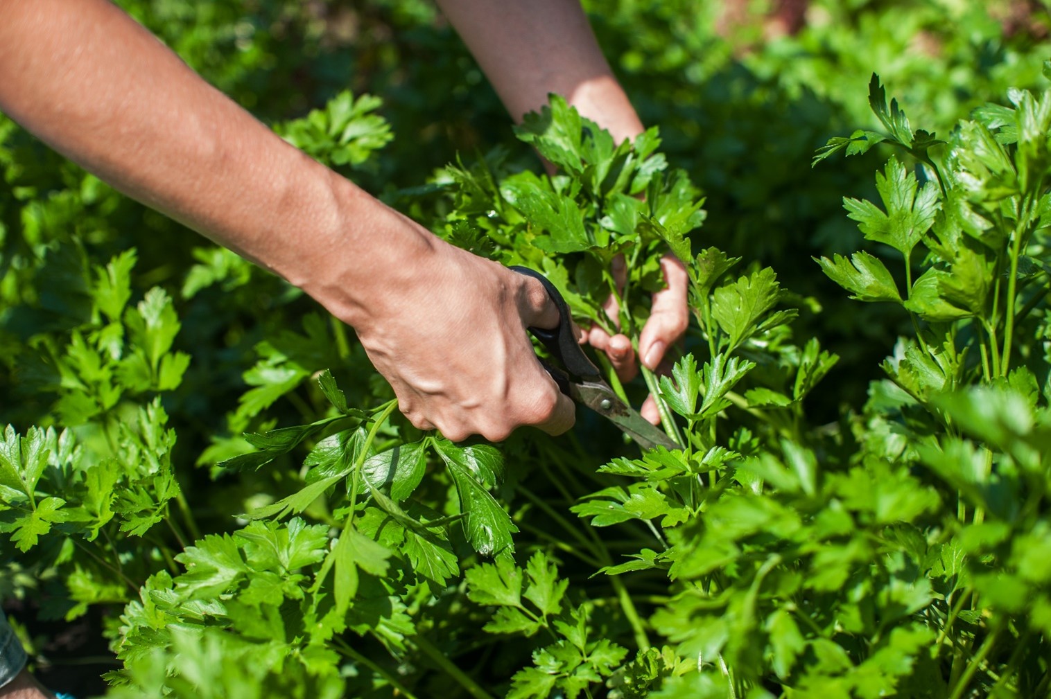 Harvest Parsley