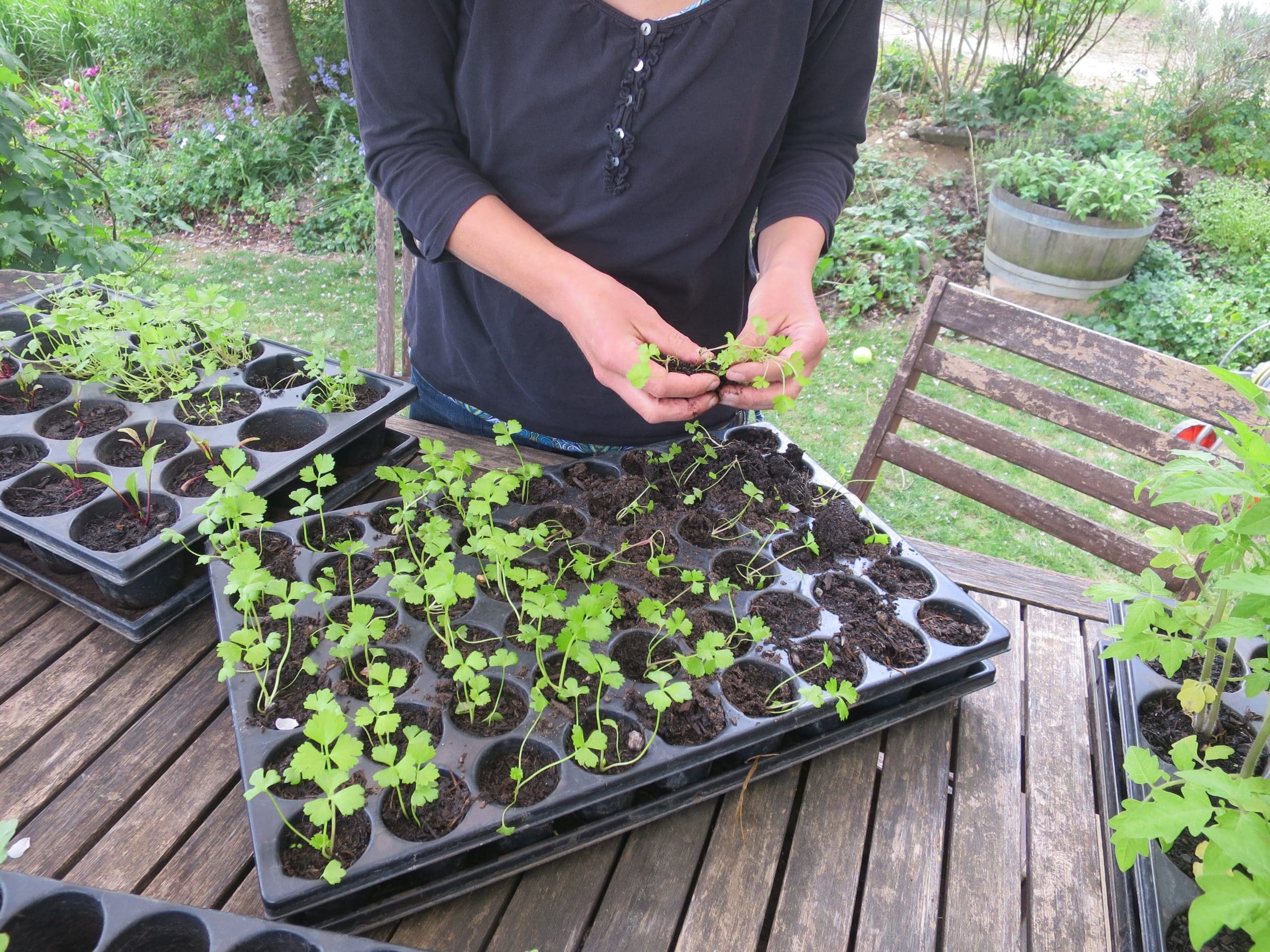 Pricking out Seeds