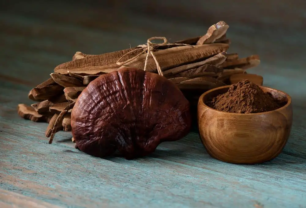 Reishi or lingzhi Mushroom slices and powder