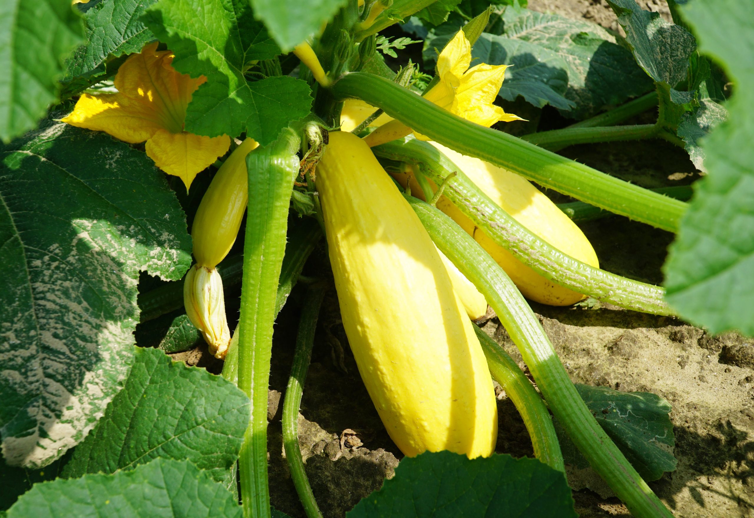 Yellow Squash Leaves