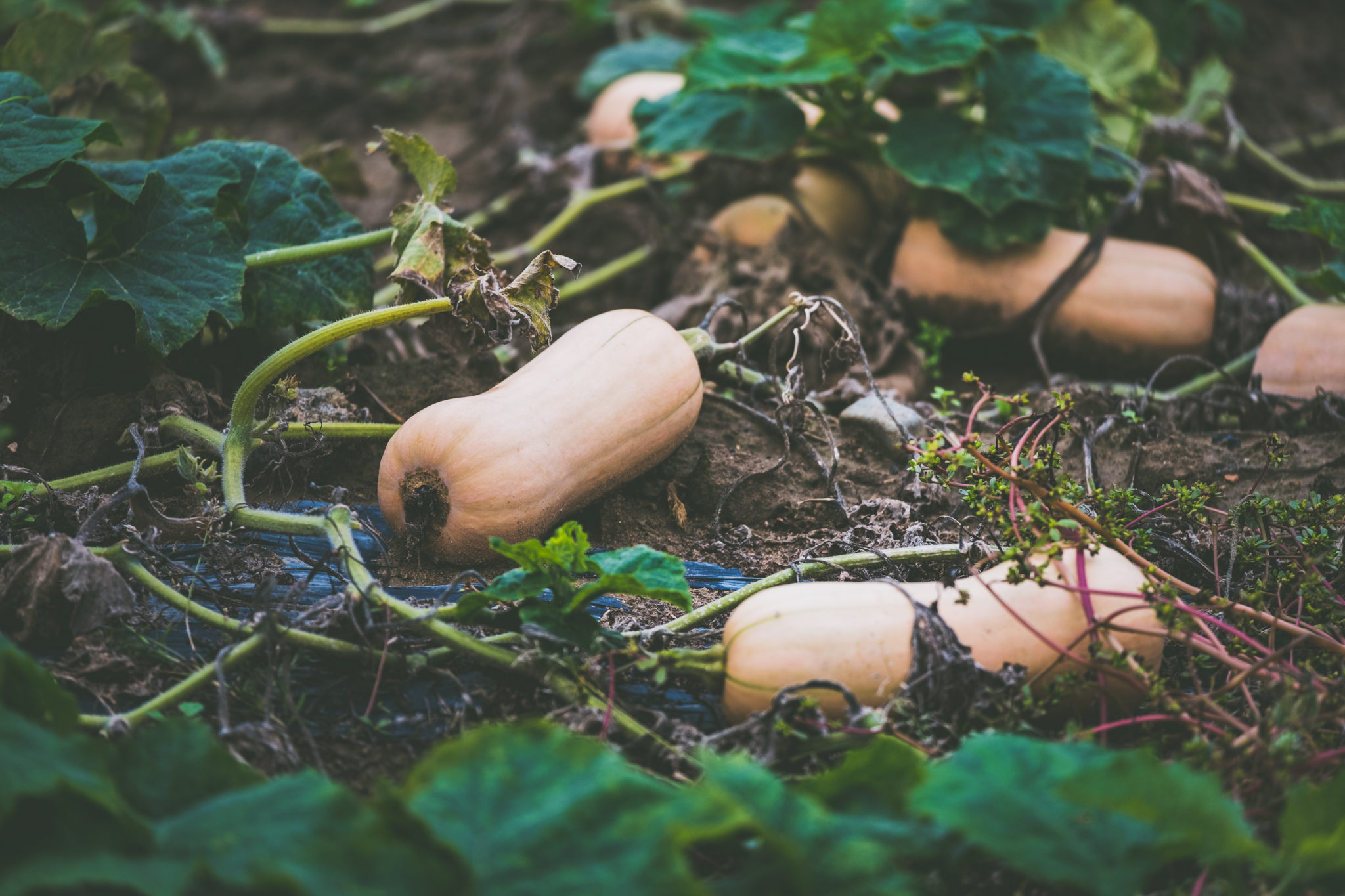 6 Reasons and 6 Fixes for Yellow Squash Leaves Green Garden Tribe