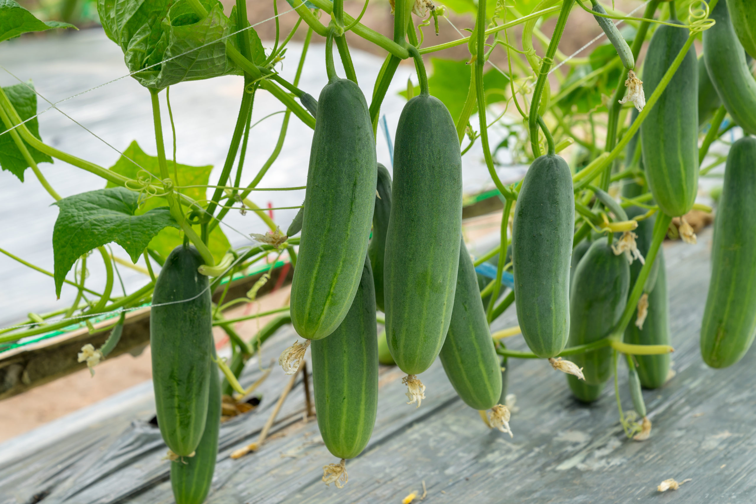 cucumber plant