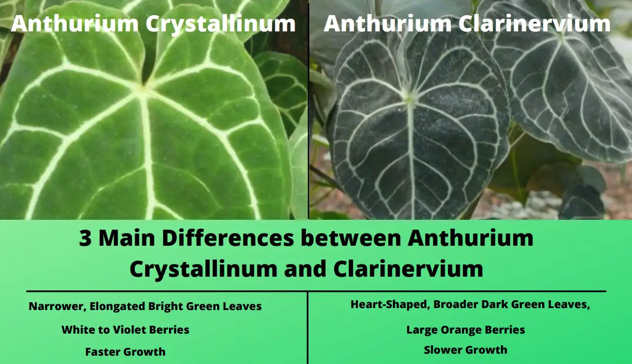 Anthurium Crystallinum vs Clarinerviu 3 Main Differenc