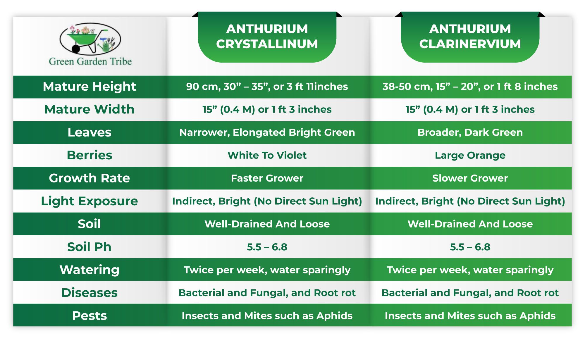 Anthurium Crystallinum vs Clarinervium Illustration