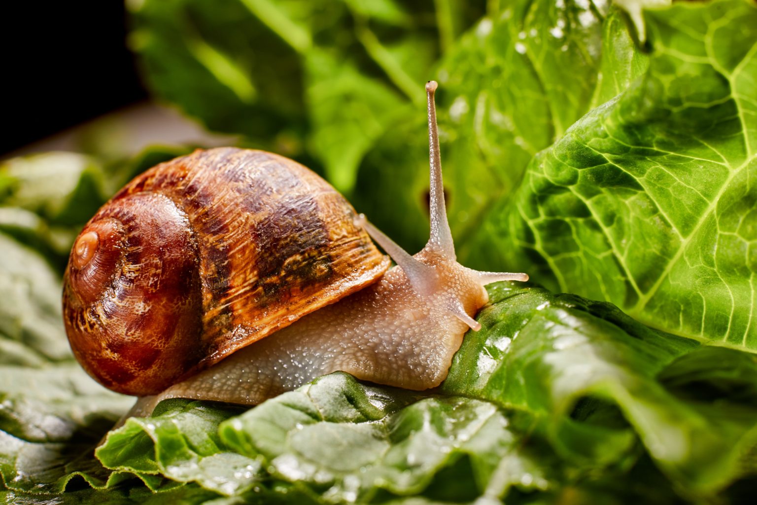 Are Snails Good For Your Garden? (If so, which are the best) Green