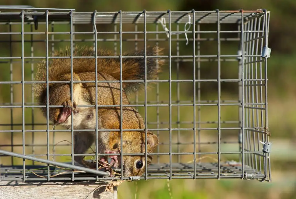 How to Keep Squirrels Out of Raised Garden Beds? (Fast Solution)