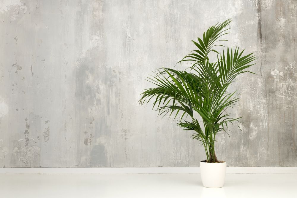 Leafy green potted Kentia palm against a grunge gray interior wall