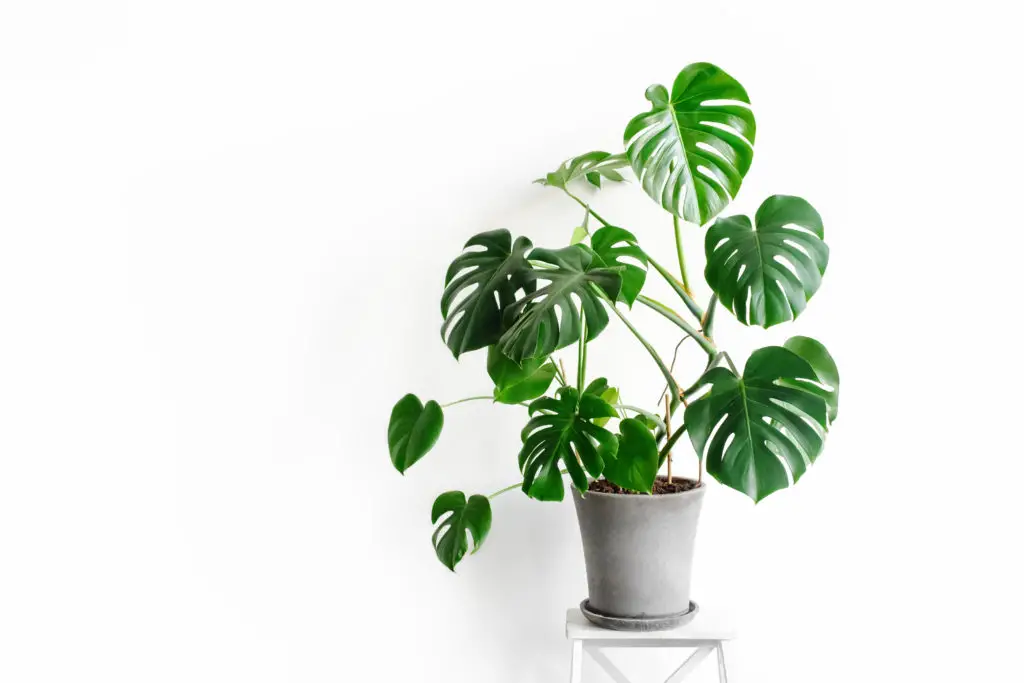 how to train monstera