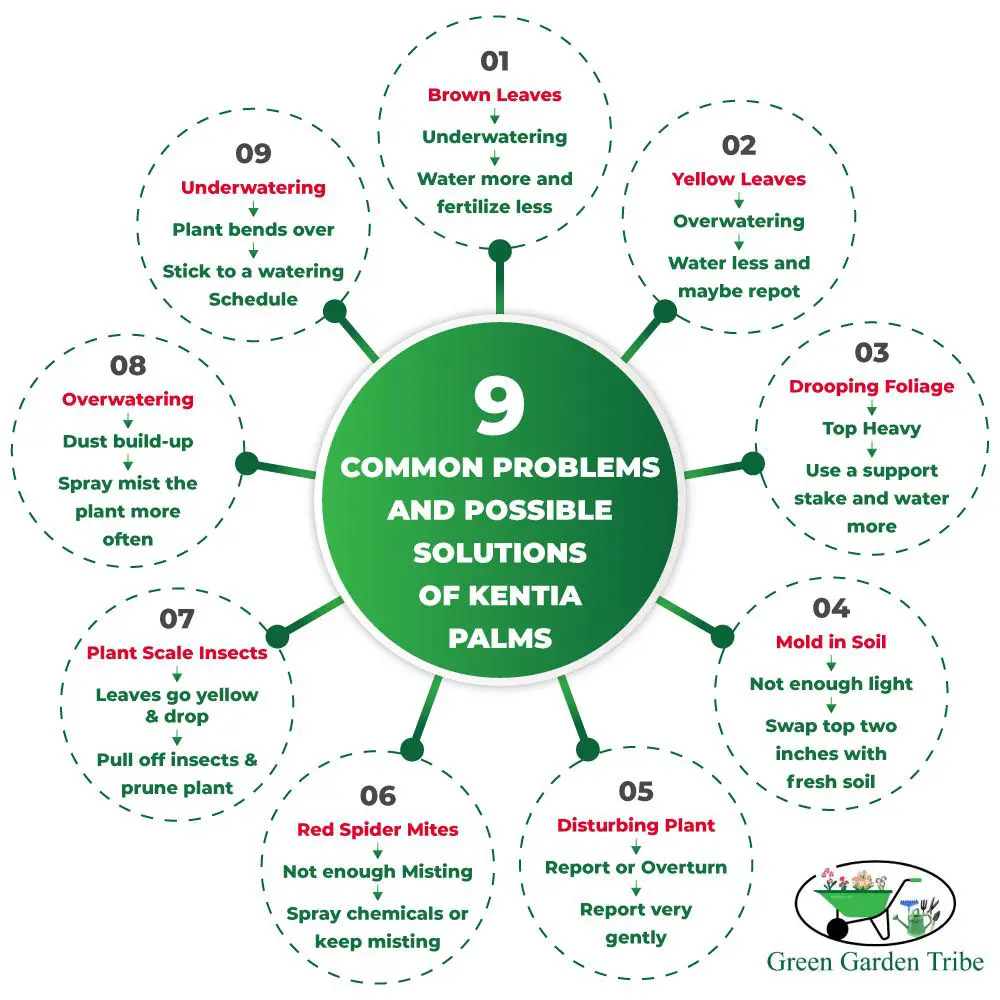 9 Common Problems and Possible Solutions of Kentia Palms