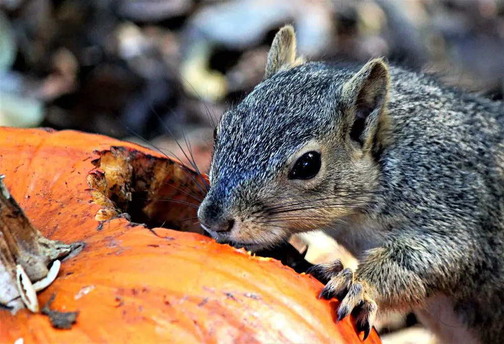 Squirrel Munching on Pumpkin Flesh and Seeds