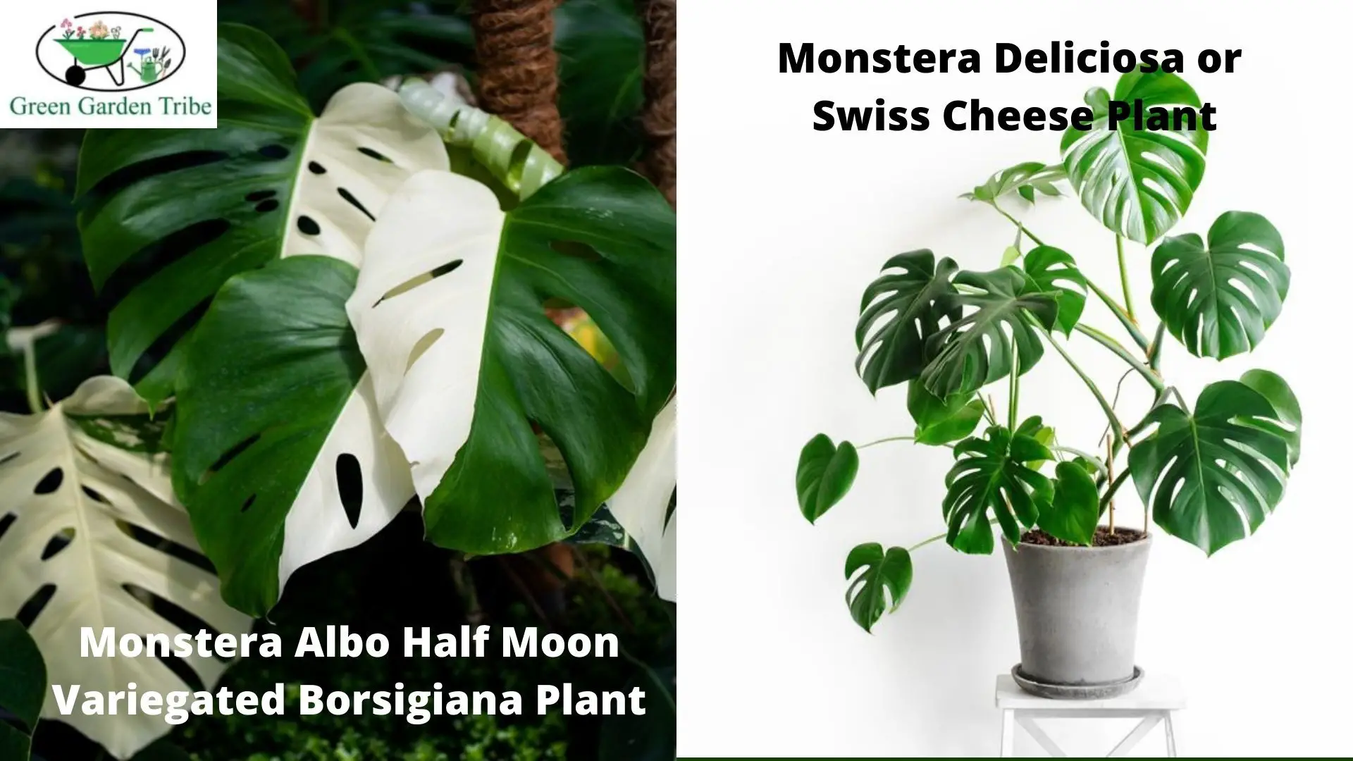 The Difference Between Monstera Deliciosa and Borsigiana