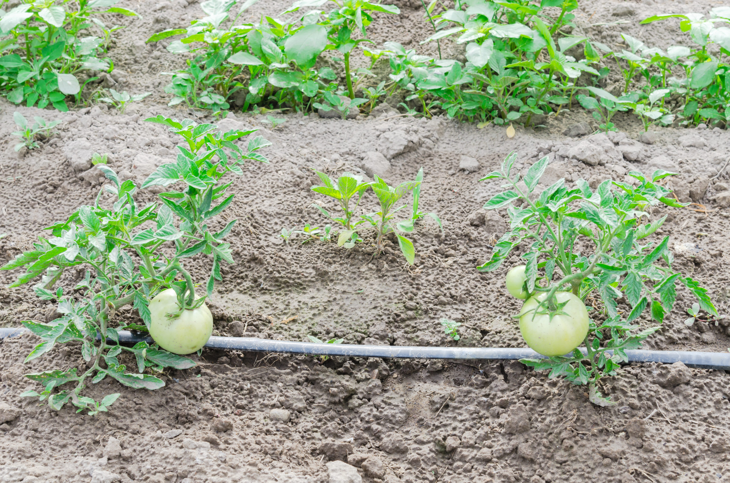 tomato plant