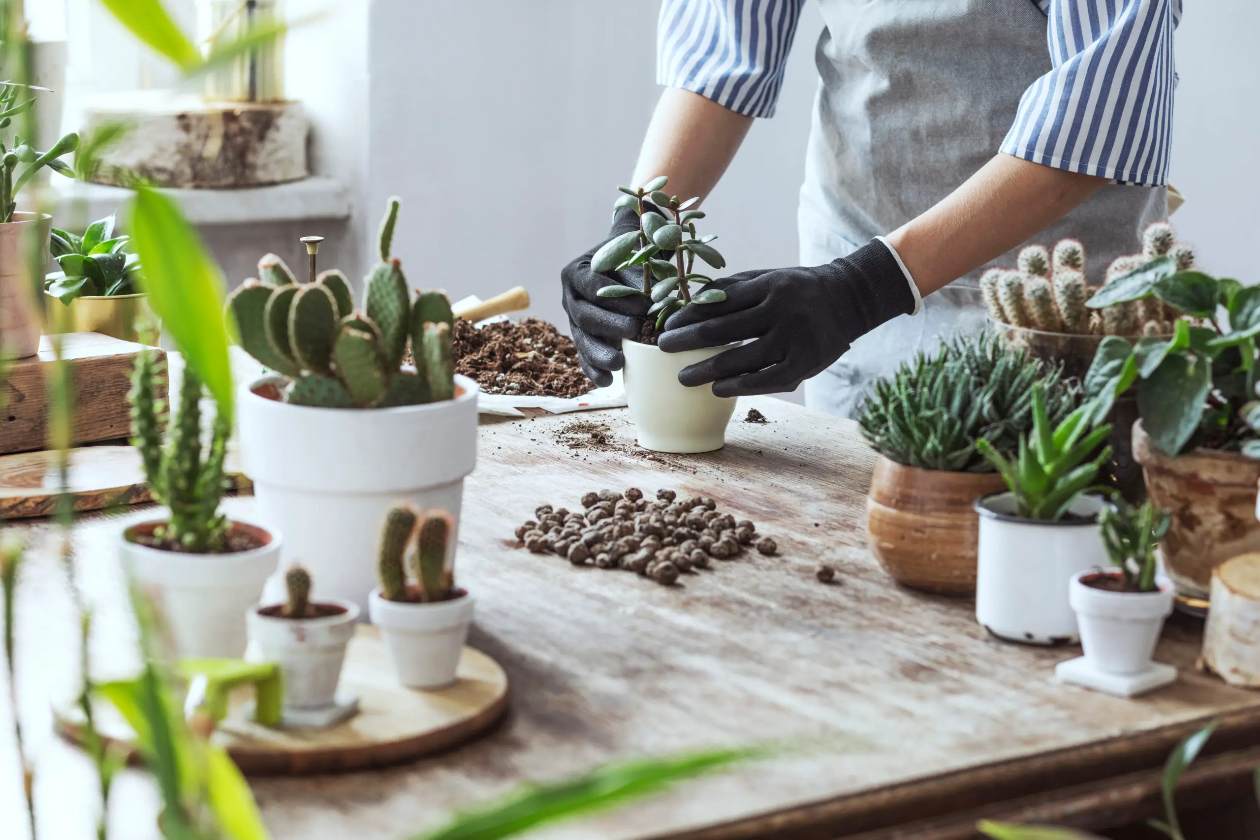 Gardeners hands transplanting succulents